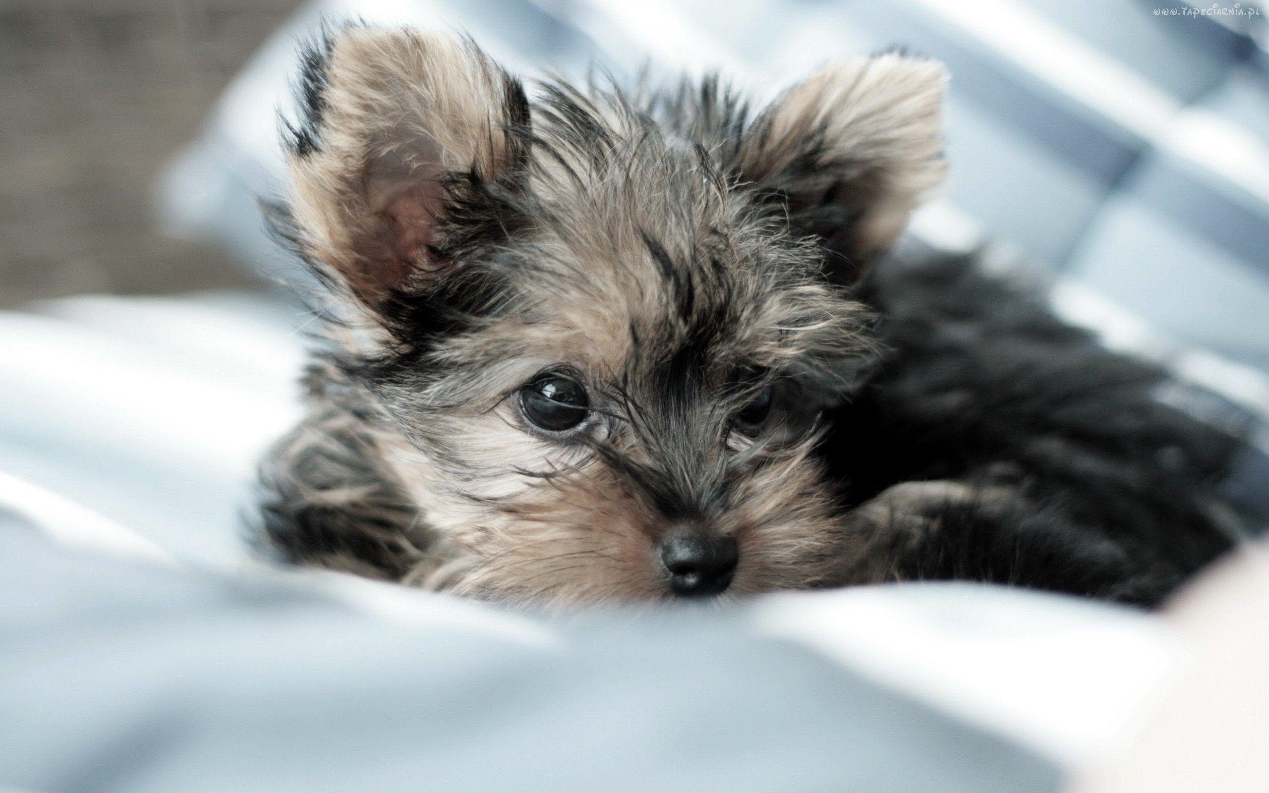 Yorkie Puppies, High Definition, High Quality, Widescreen