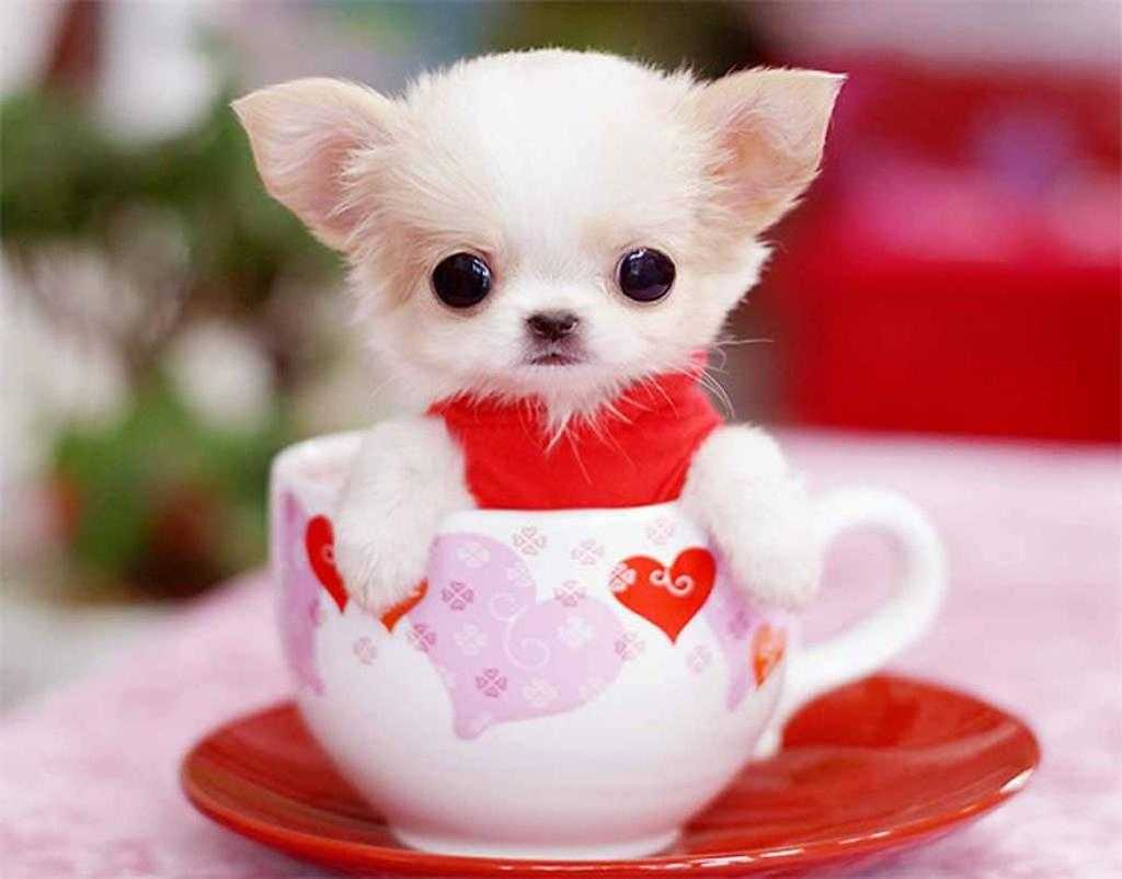 Cute Teacup Puppy Shih Tzu On Tea Cup Puppies High Wallpaper