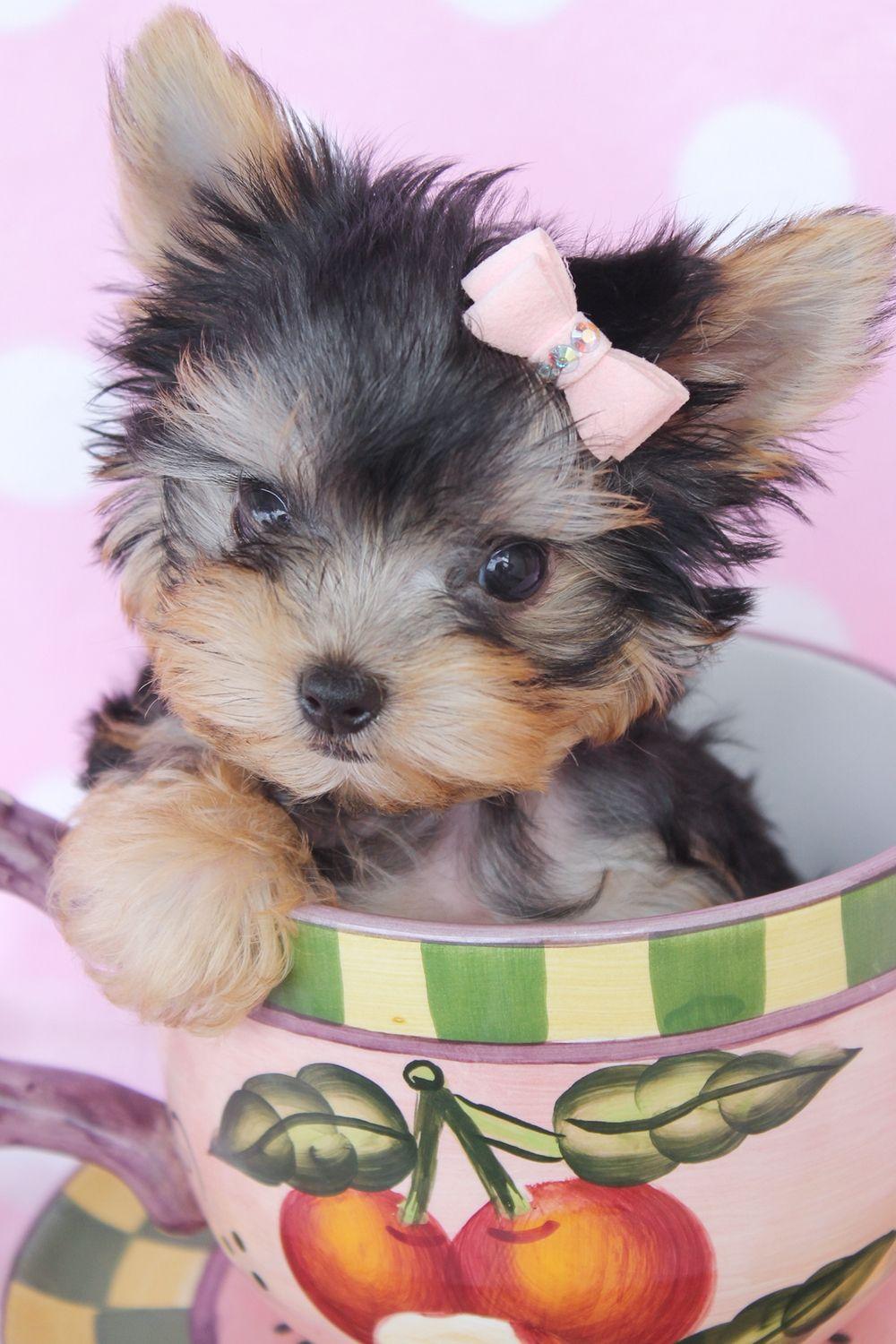 Teacup Puppies Wallpapers - Wallpaper Cave