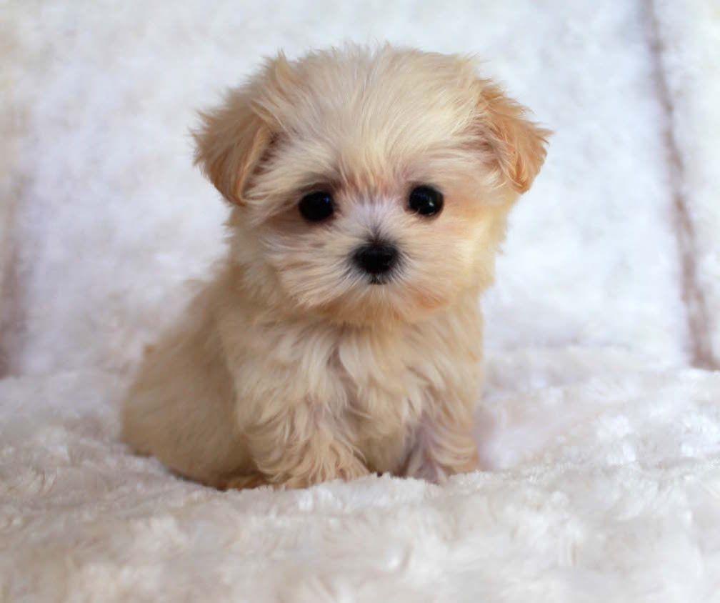 Teacup Puppies Wallpapers Wallpaper Cave