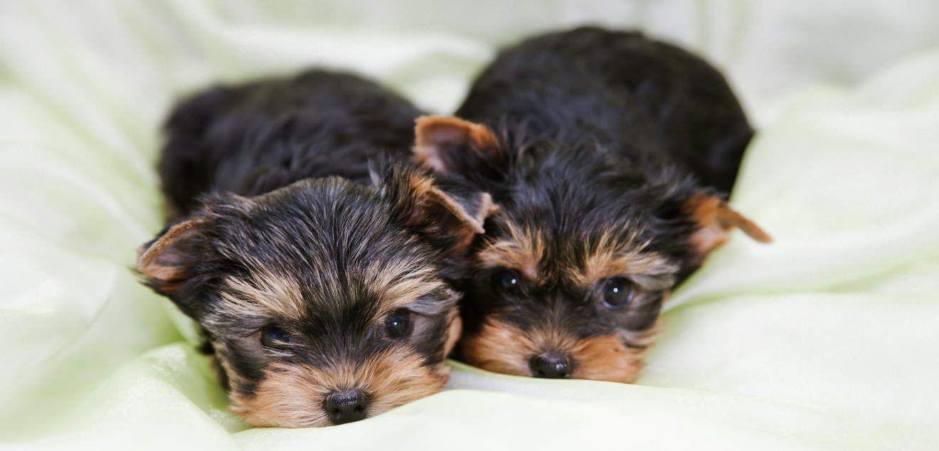 The Yorkshire Terrier Dog Breed Complete Guide To The Yorkie