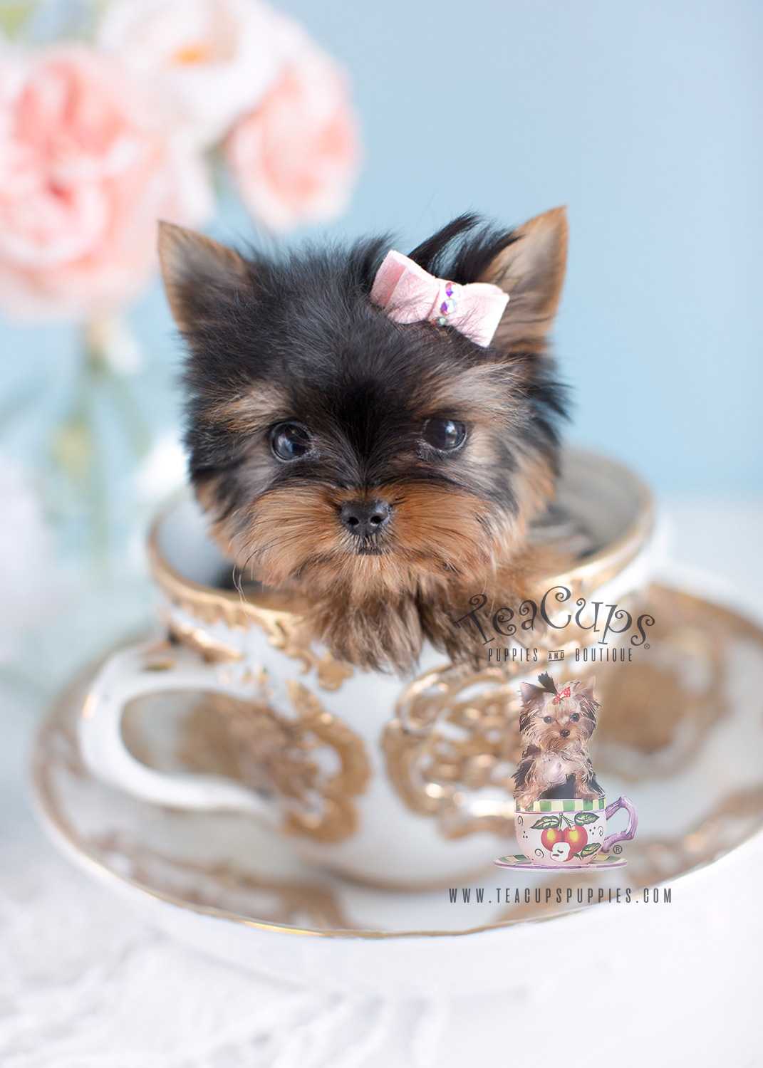 cute yorkie puppies wallpaper