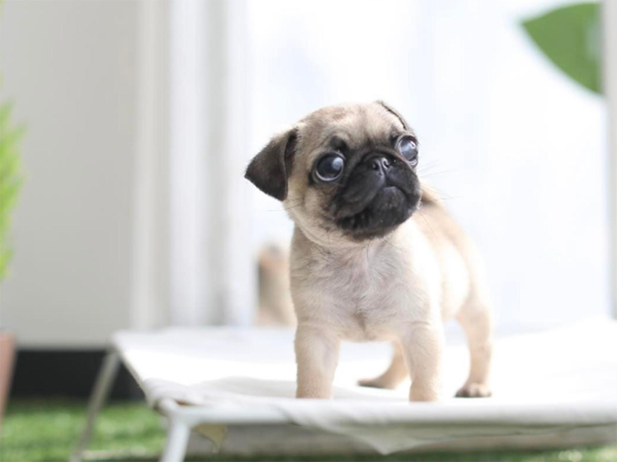 Dog welfare groups warn teacup puppy craze is harmful to pets