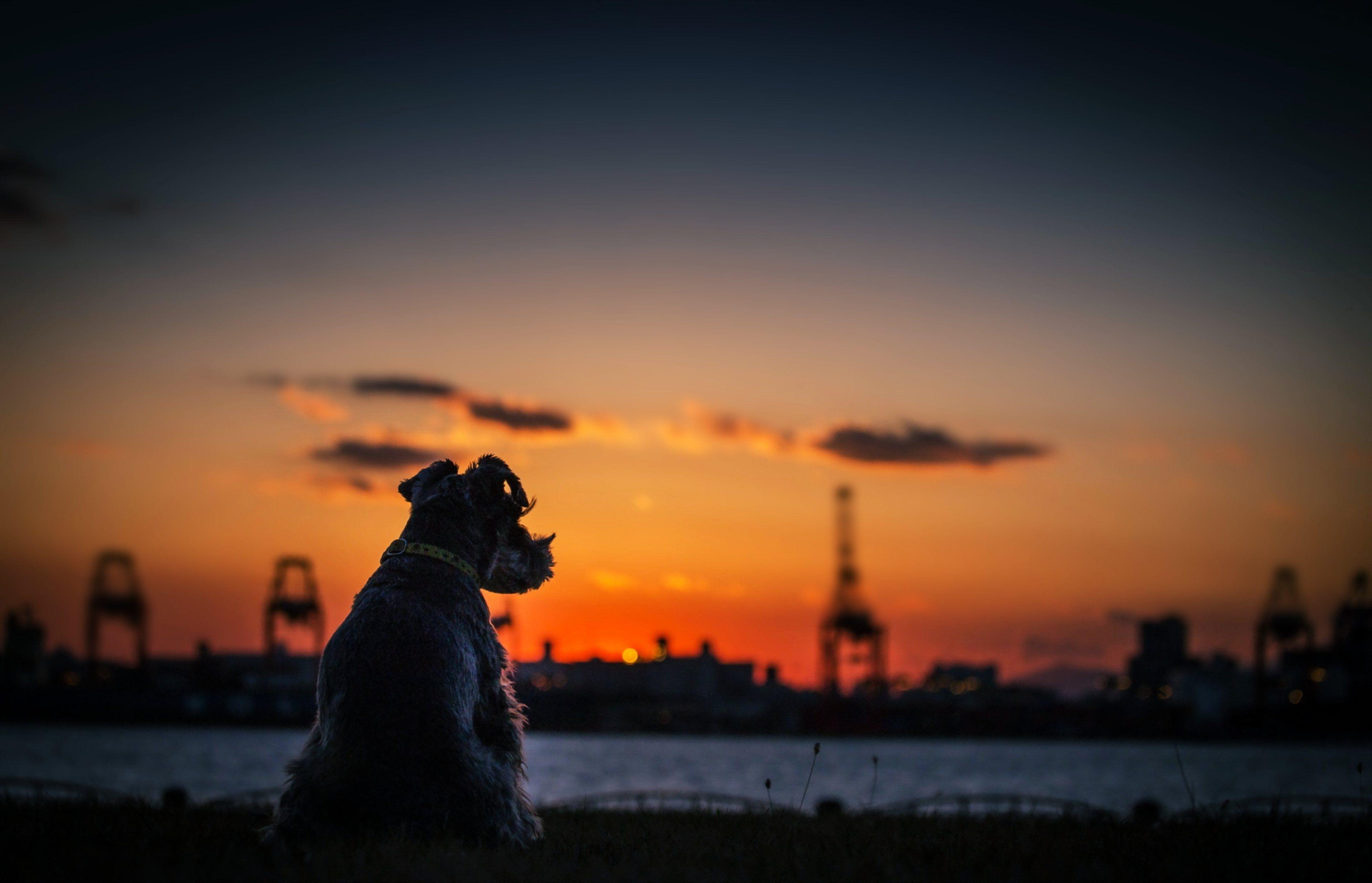 Dogs sunset city calm quiet sky sea rivers nature landscapes
