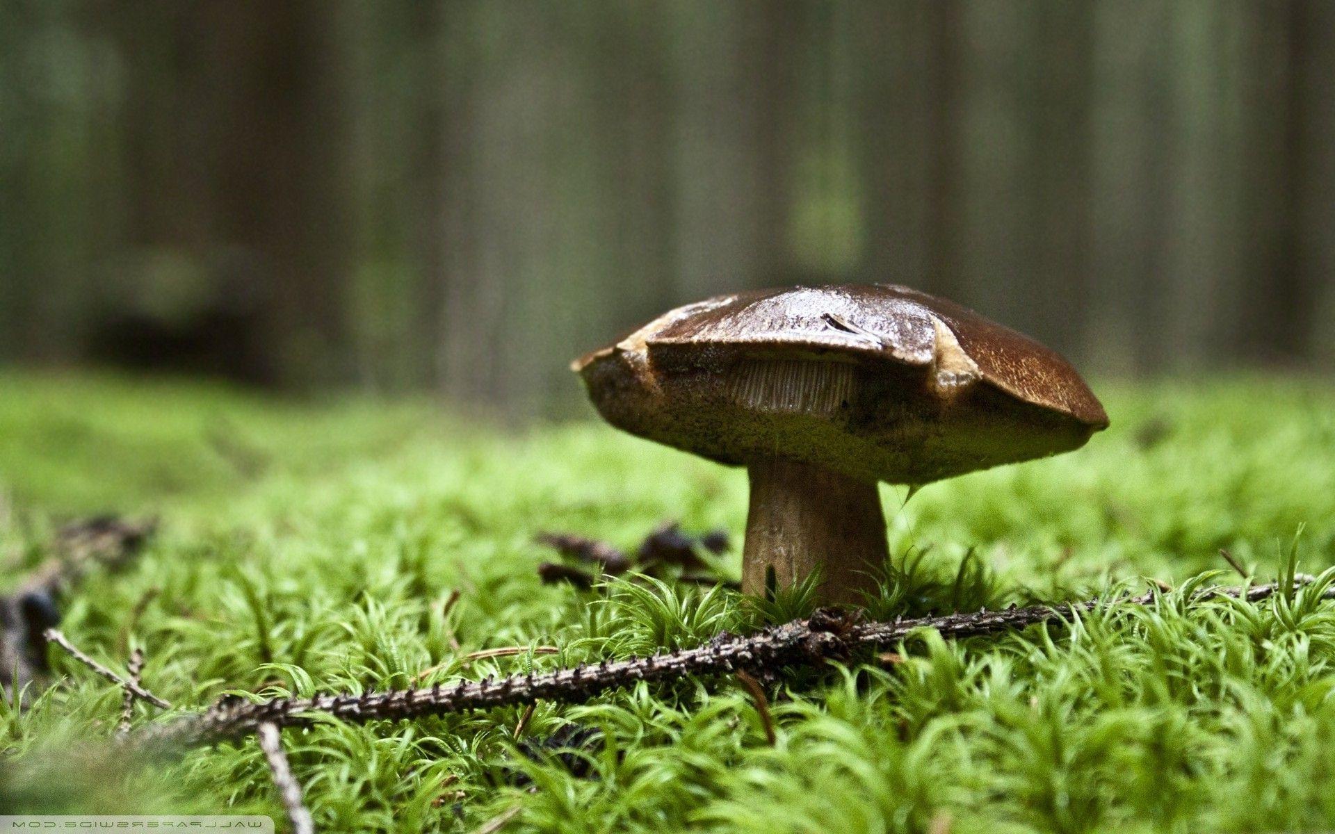 macro, Mushroom, Nature, Depth Of Field Wallpaper HD / Desktop