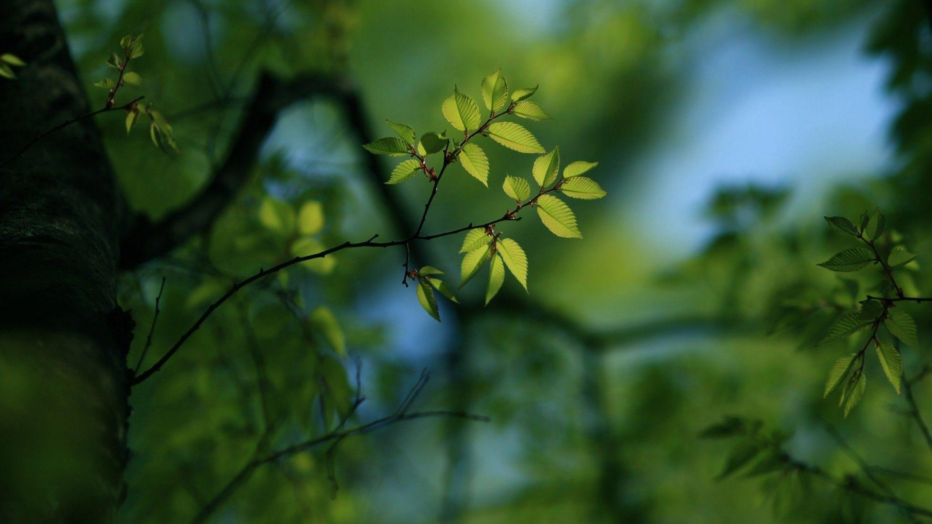 Depth of field leaves nature trees wallpaper