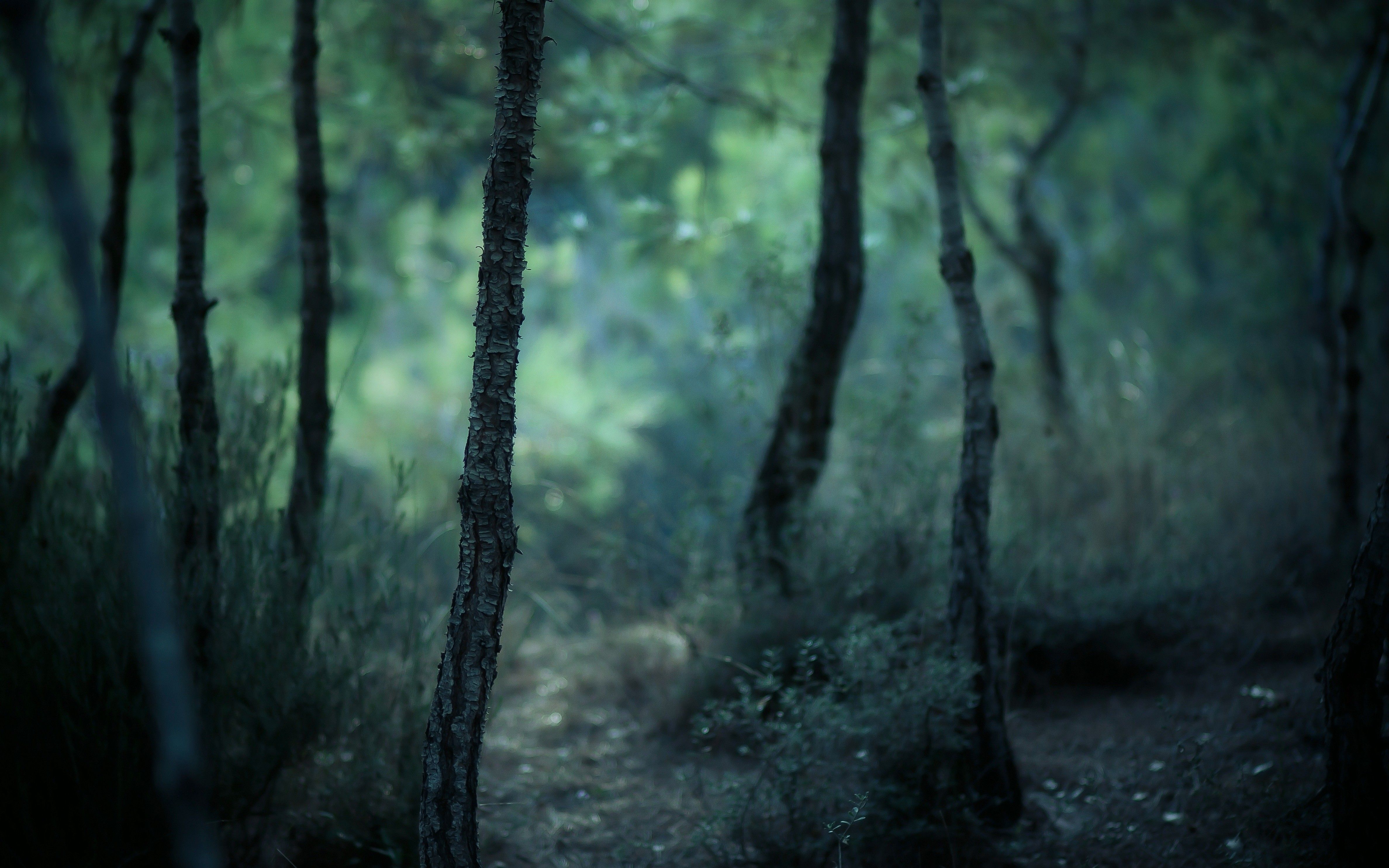 Depth of field forests gloomy landscapes nature wallpaper