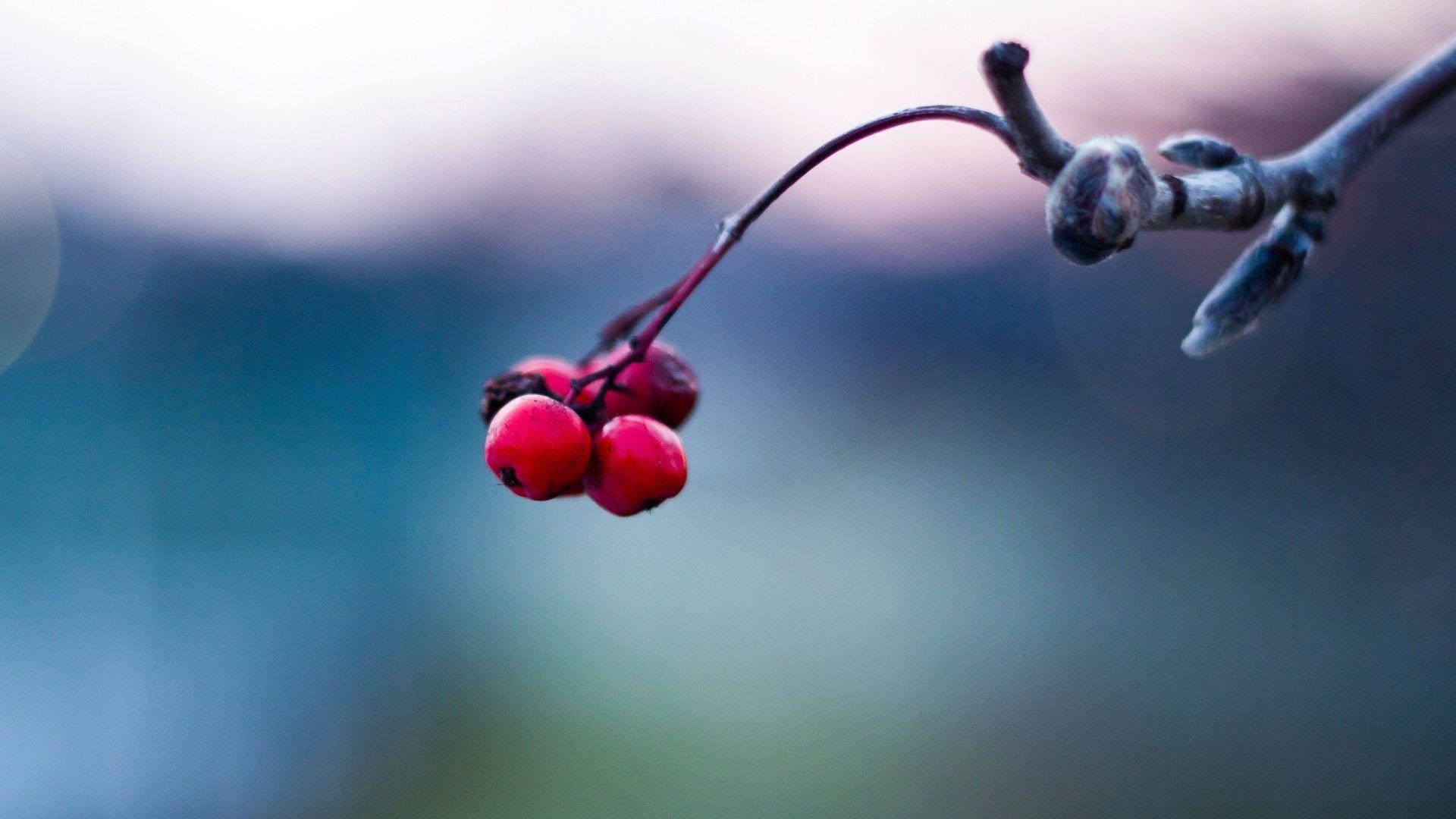 Plants: Fruits Trees Depth Field Nature Wallpaper Widescreen Desktop