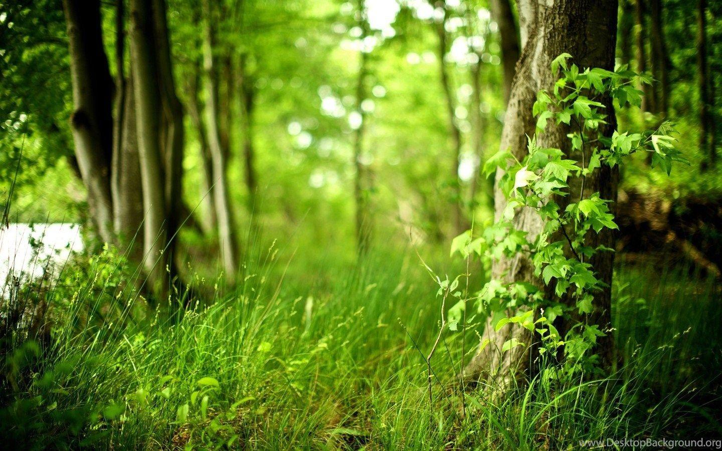 Depth Of Field Forest Grass Widescreen Wallpaper Desktop Background