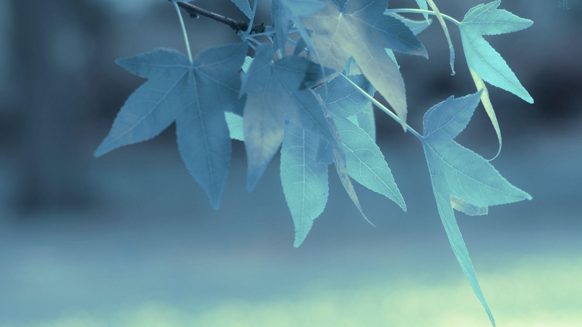 Blue Leaves in Depth of Field HD Wallpaper FullHDWpp HD