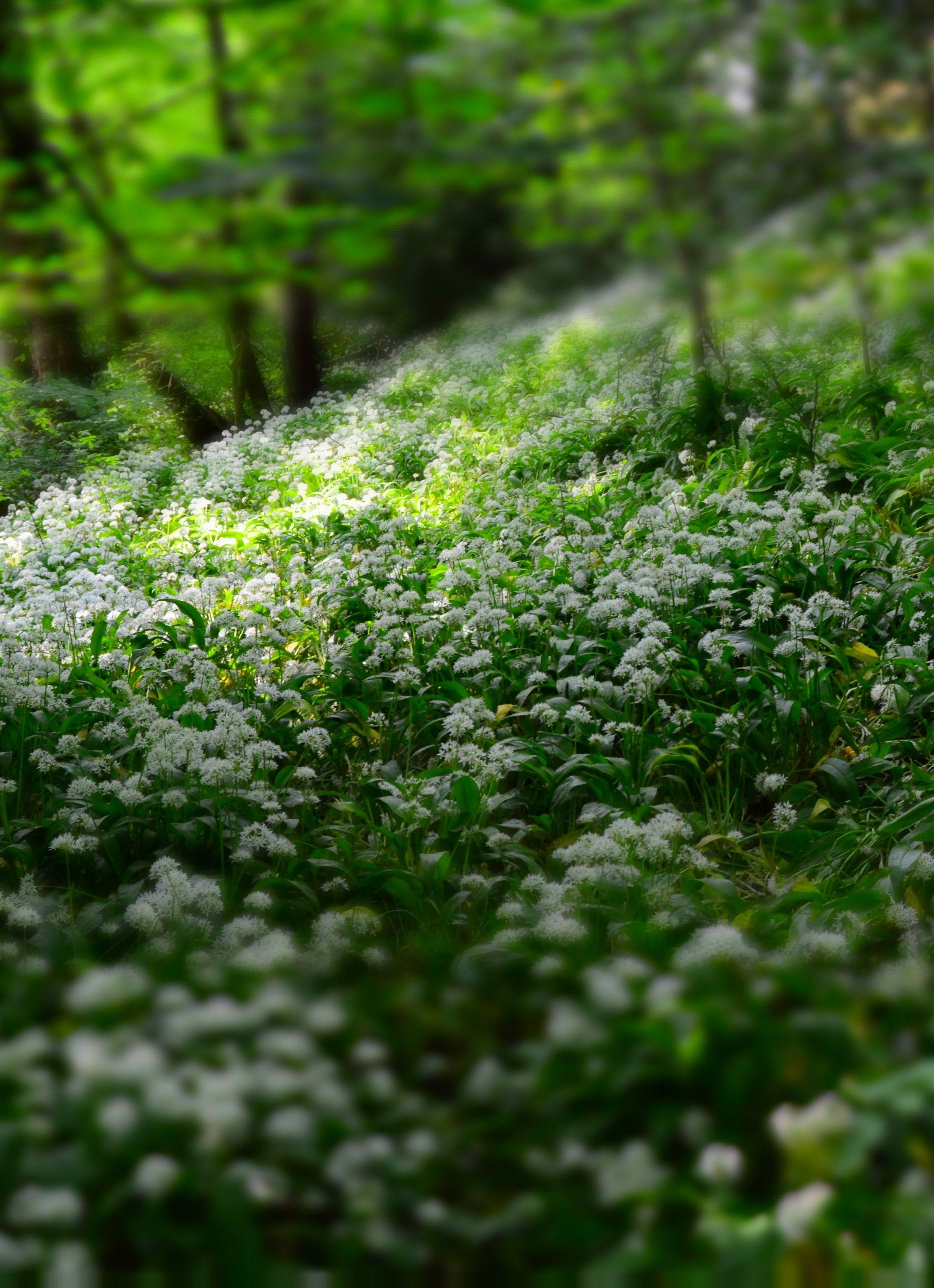 Download 2336x3220 Flora, White Flowers, Foliage, Depth Of Field