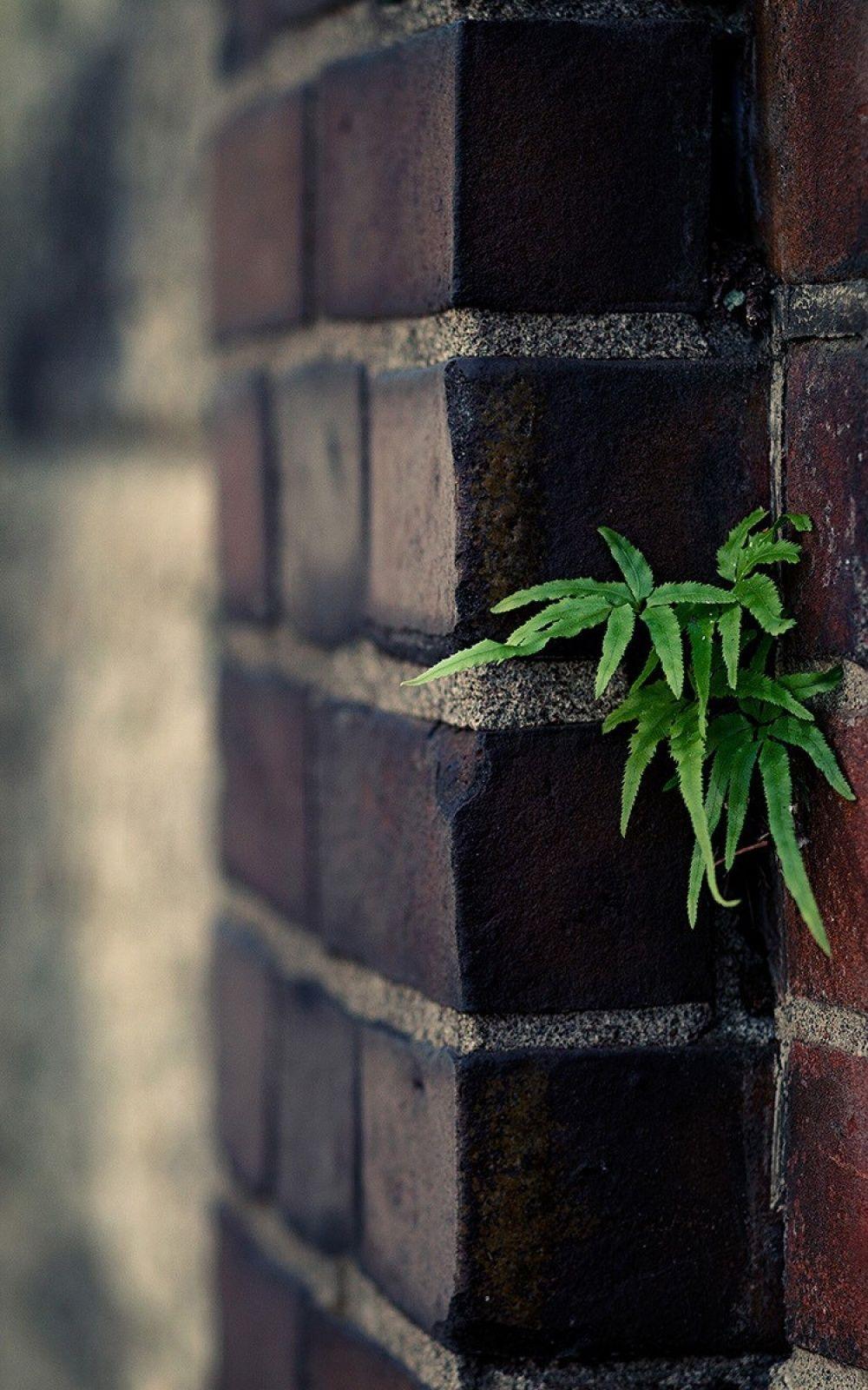 Depth Of Field Plant On Brick Wall Android Wallpaper free