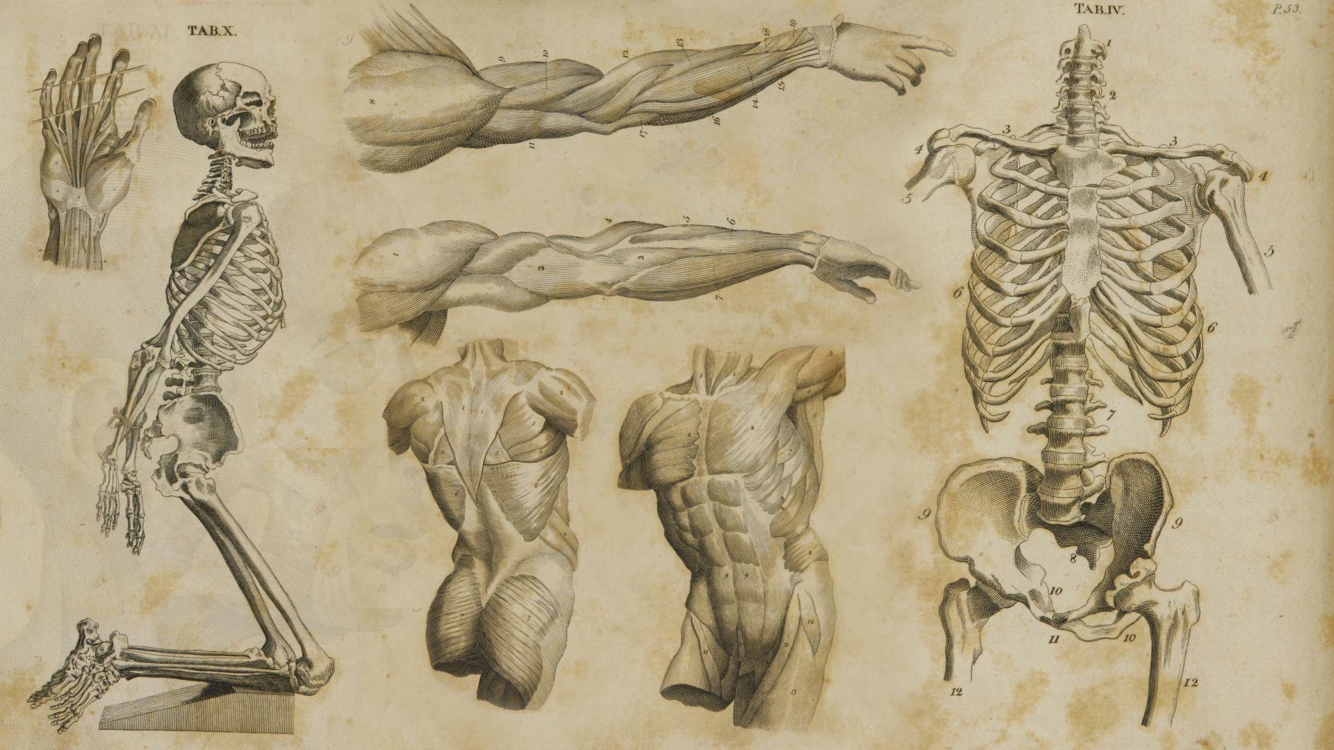 Anatomy HD Wallpaper and Background Image