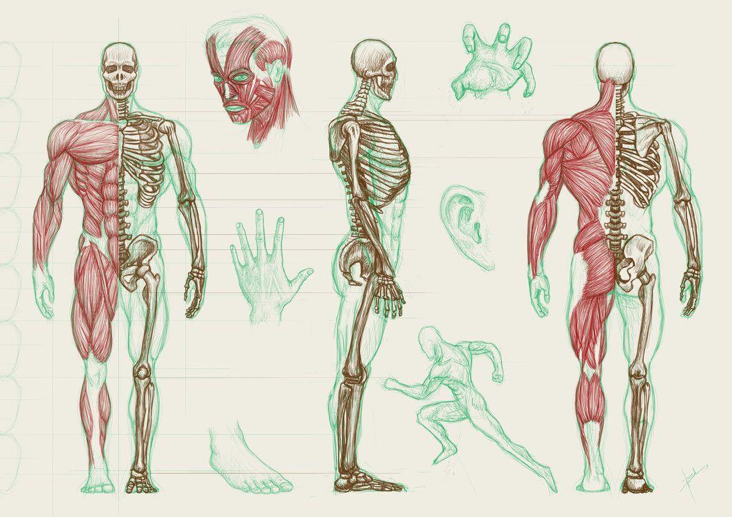 Human Anatomy Wallpaper Desktop UPSTORE 1366×768 Anatomy Wallpaper