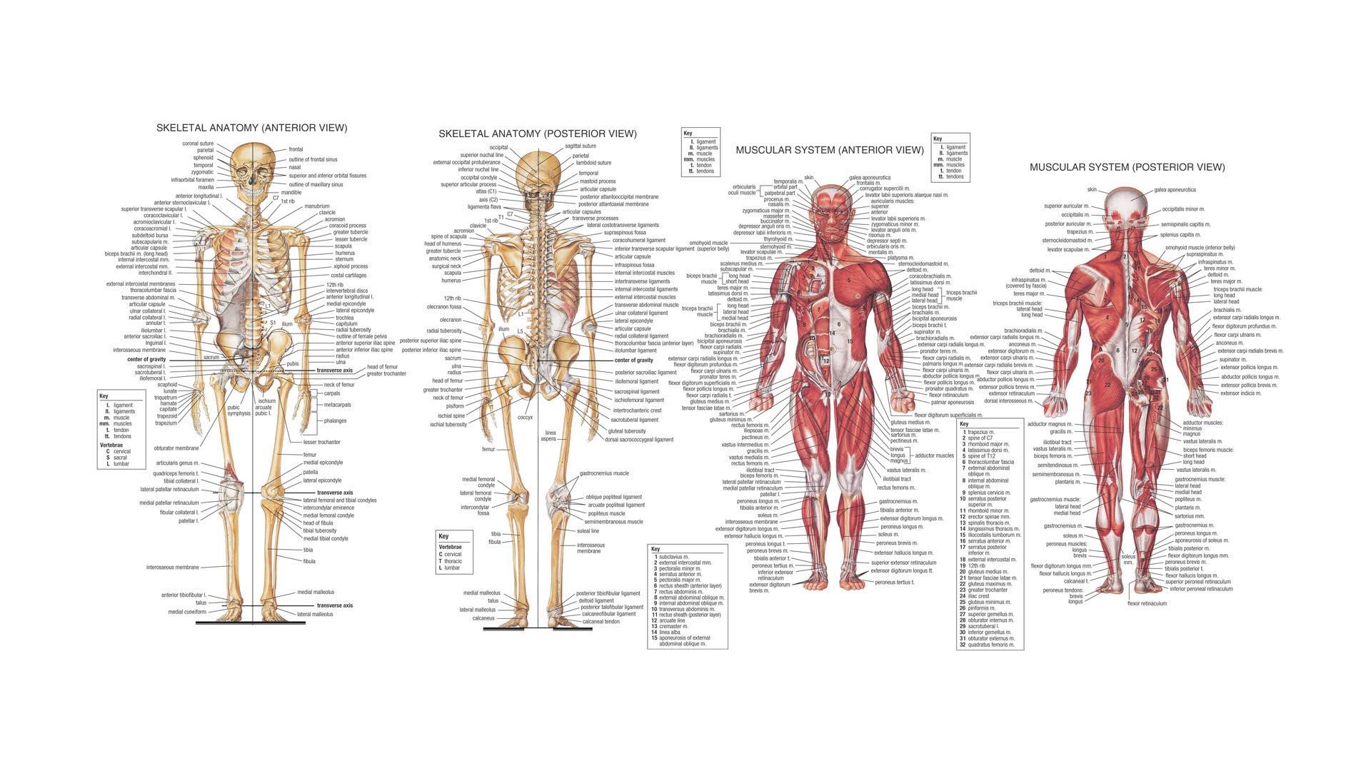 Human Anatomy HD Wallpaper FullHDWpp HD Wallpaper 1920x1080