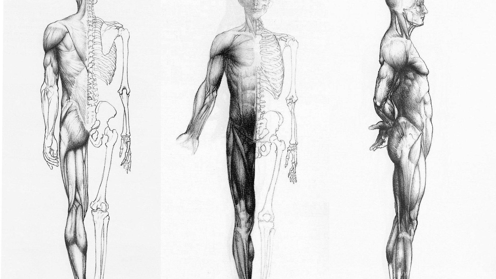 Human Anatomy In Three Ways Wallpaper HD Desktop Background