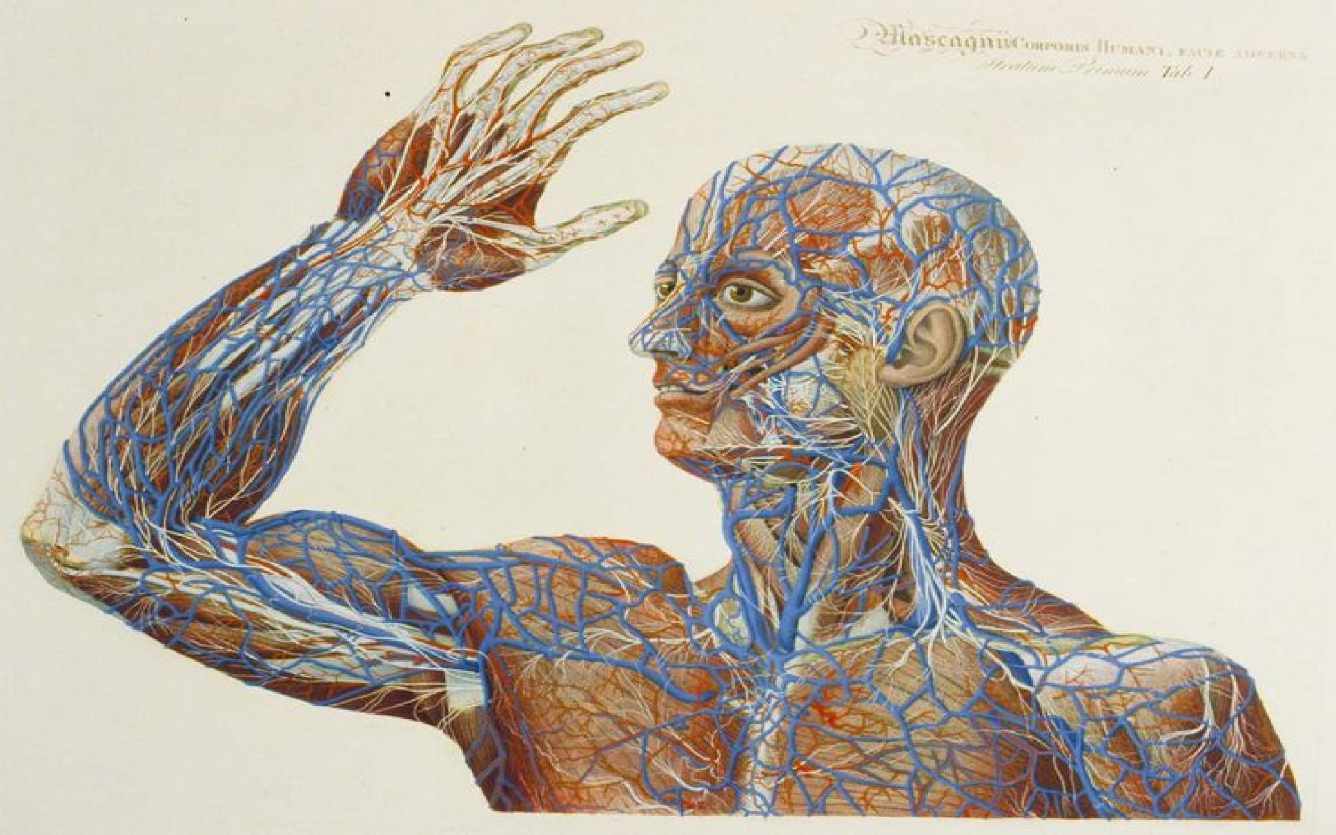 v.35: Human Anatomy Wallpaper (736x555)
