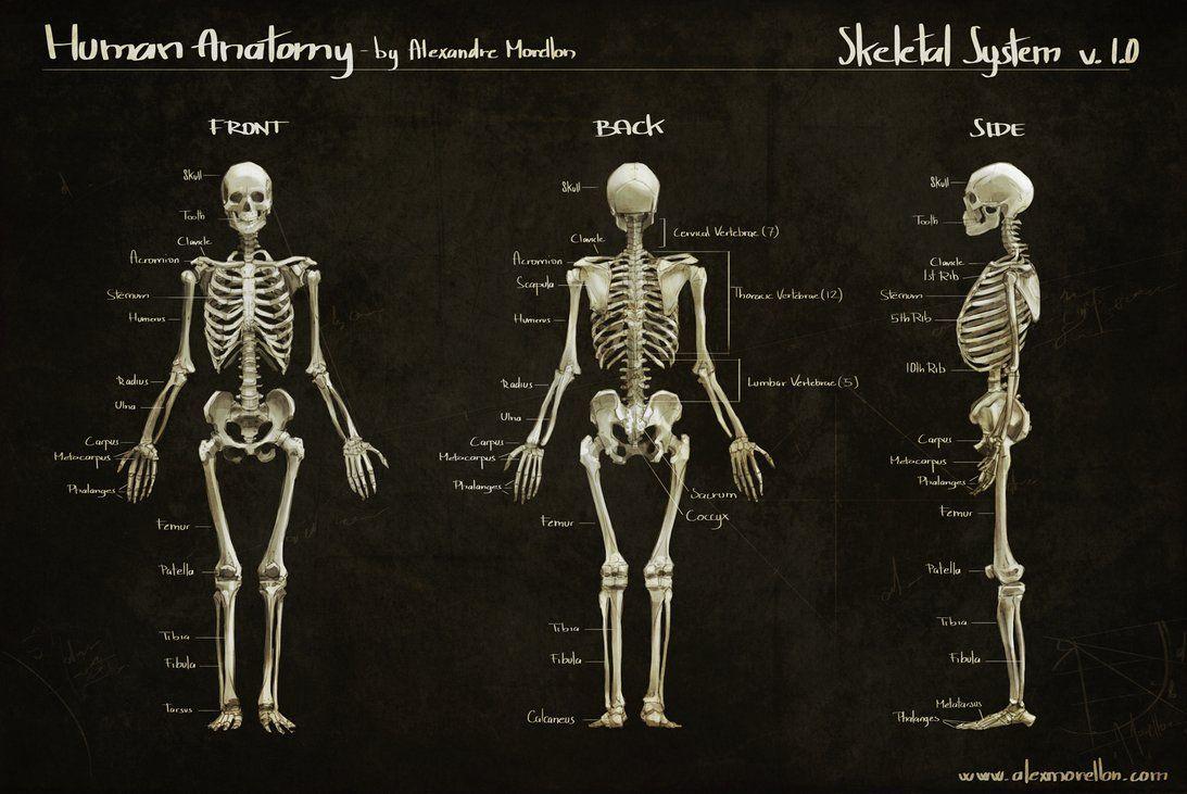 Bone Structure Wallpaper Of Human Skeleton Anatomy