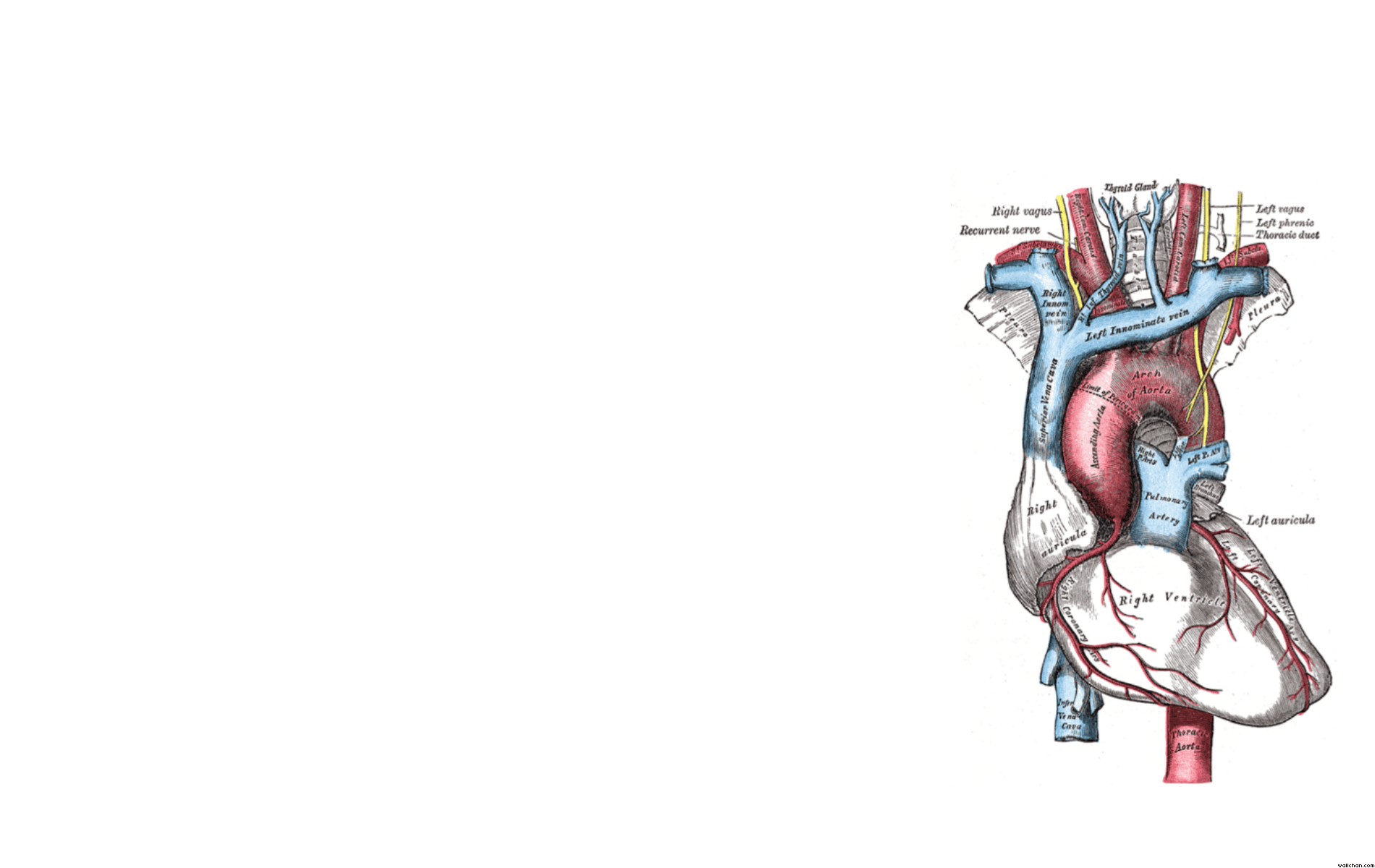 Anatomy Of Heart Wallpaper Grays X Trust Me I M A Biologist