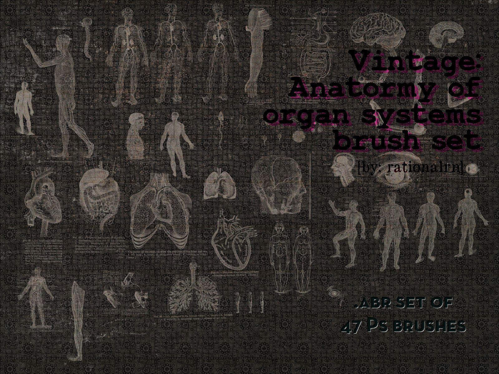 Human Anatomy Wallpaper 72984