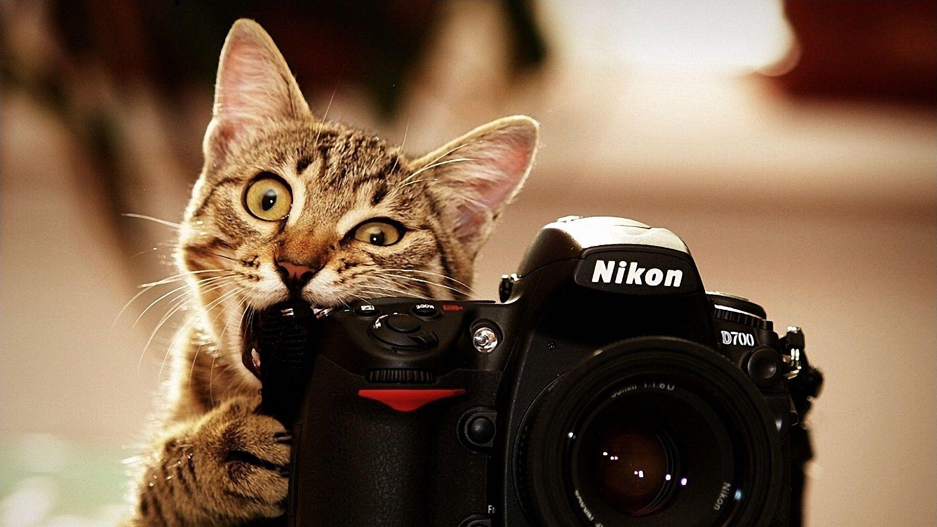 Funny Cat Eating Camera Wallpaper 2313