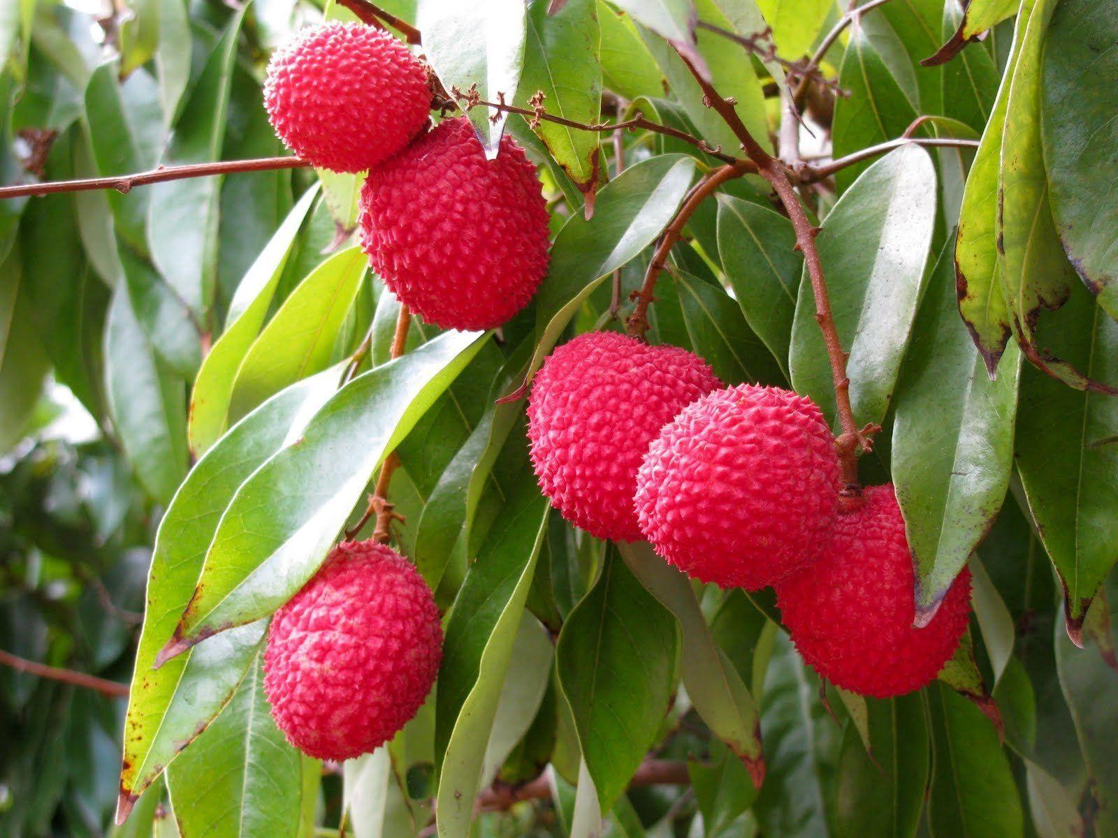 Litchi Fruit Wallpaper