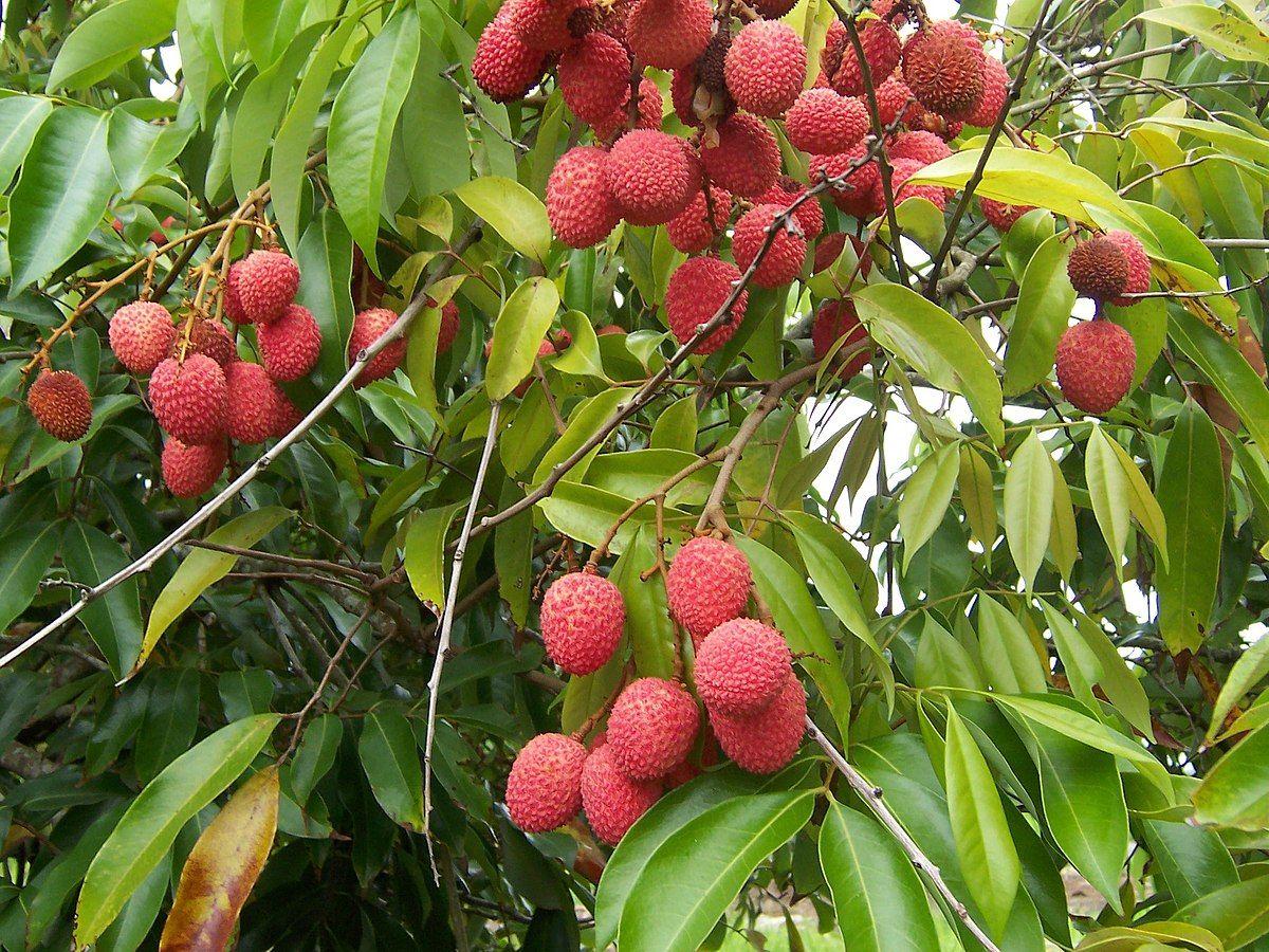 Lychee HD Wallpaper Free Download. All image free download