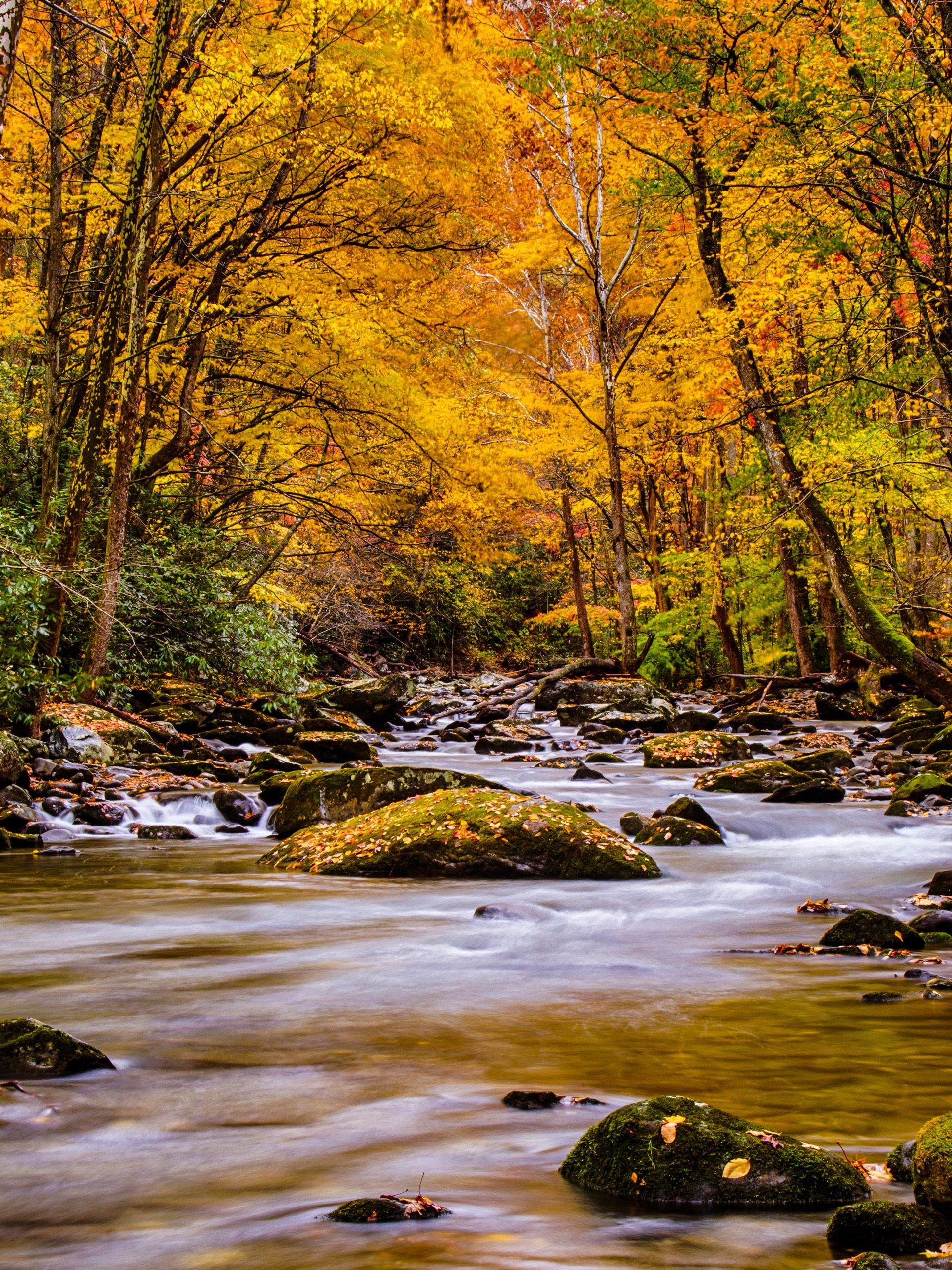 Nature Picture of Autumn Forest in the Great Smoky Mountain