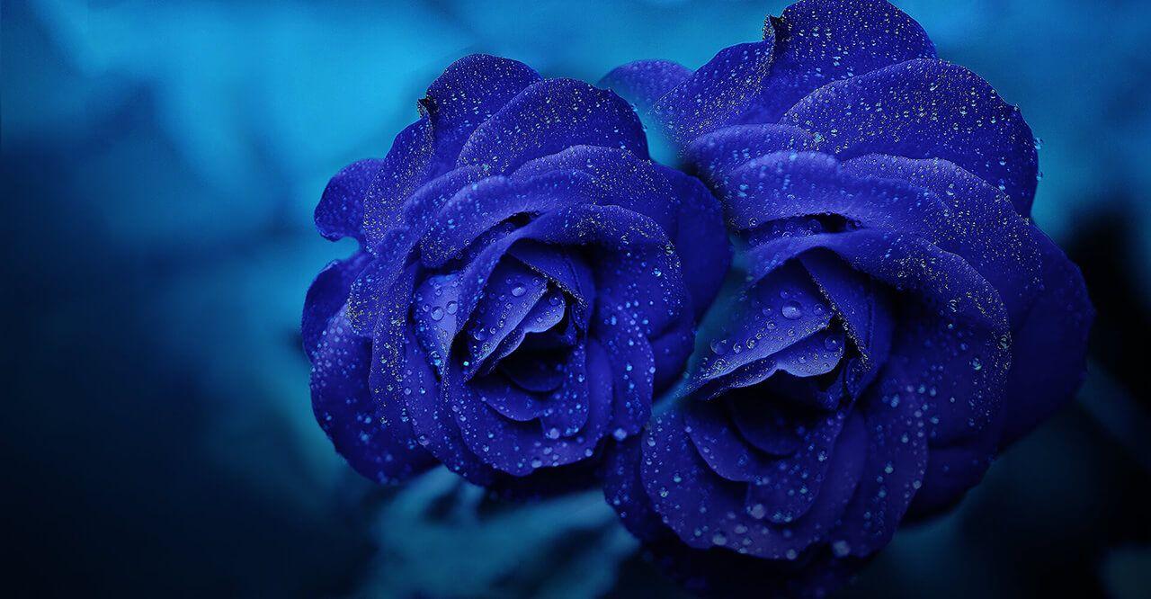 Index Of Wallpaper Collections Blue Rose Wallpaper Collection Image