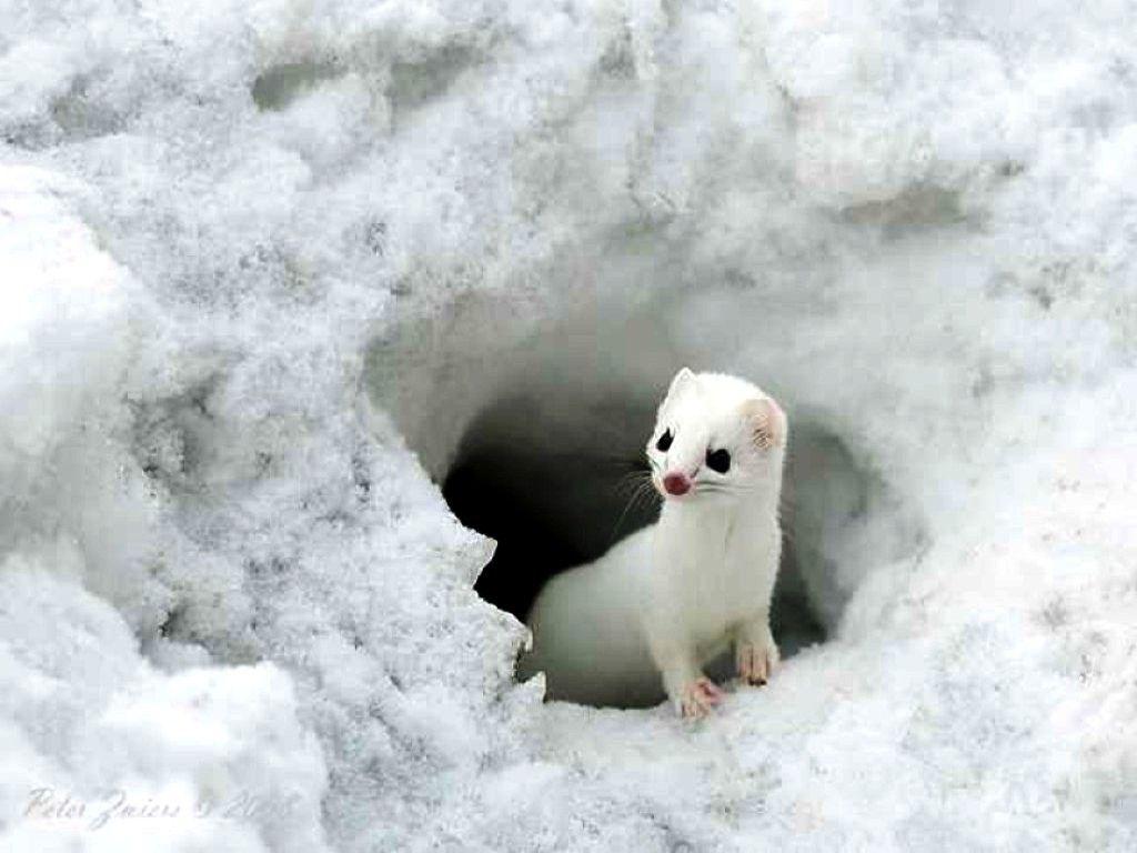 Animal Wallpaper Live Image, HD Wallpaper