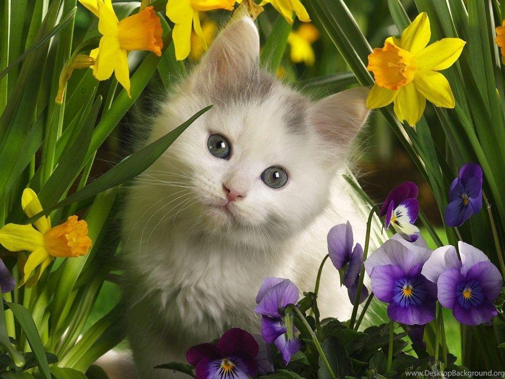 Gallery For Pet Animals Wallpaper For Desktop Desktop Background