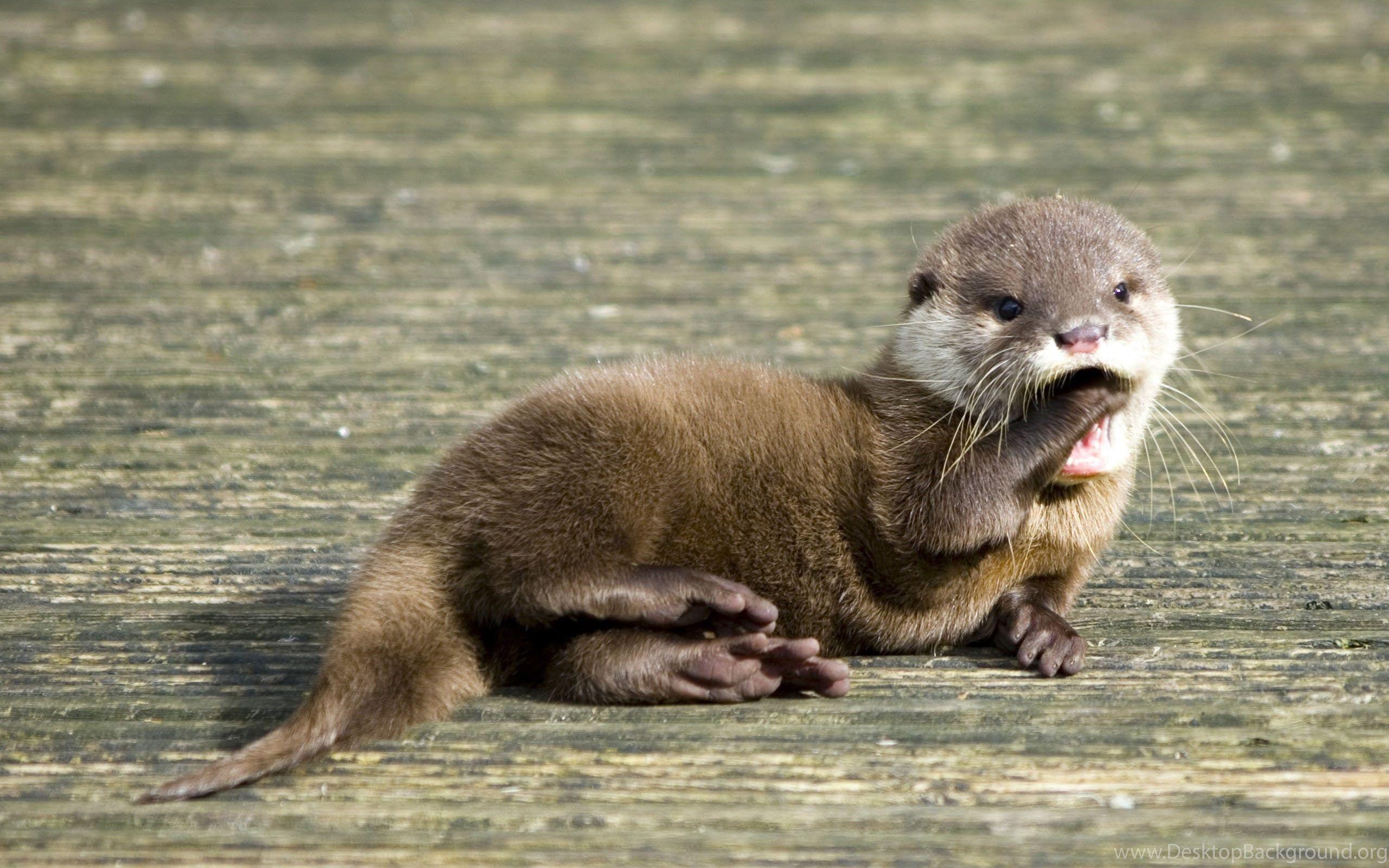 Cute Otter Wallpapers - Wallpaper Cave