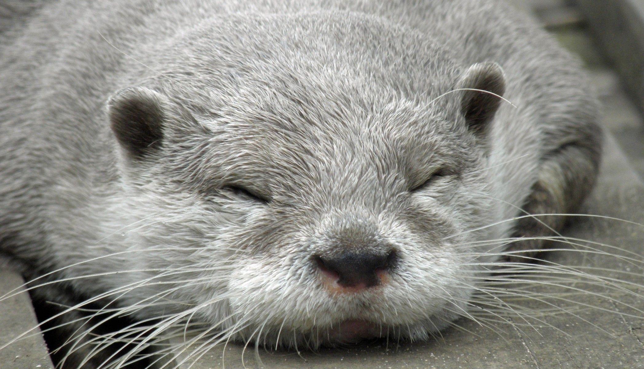Download 2095x1200 Otter, Sleeping, Cute, Muzzle Wallpaper