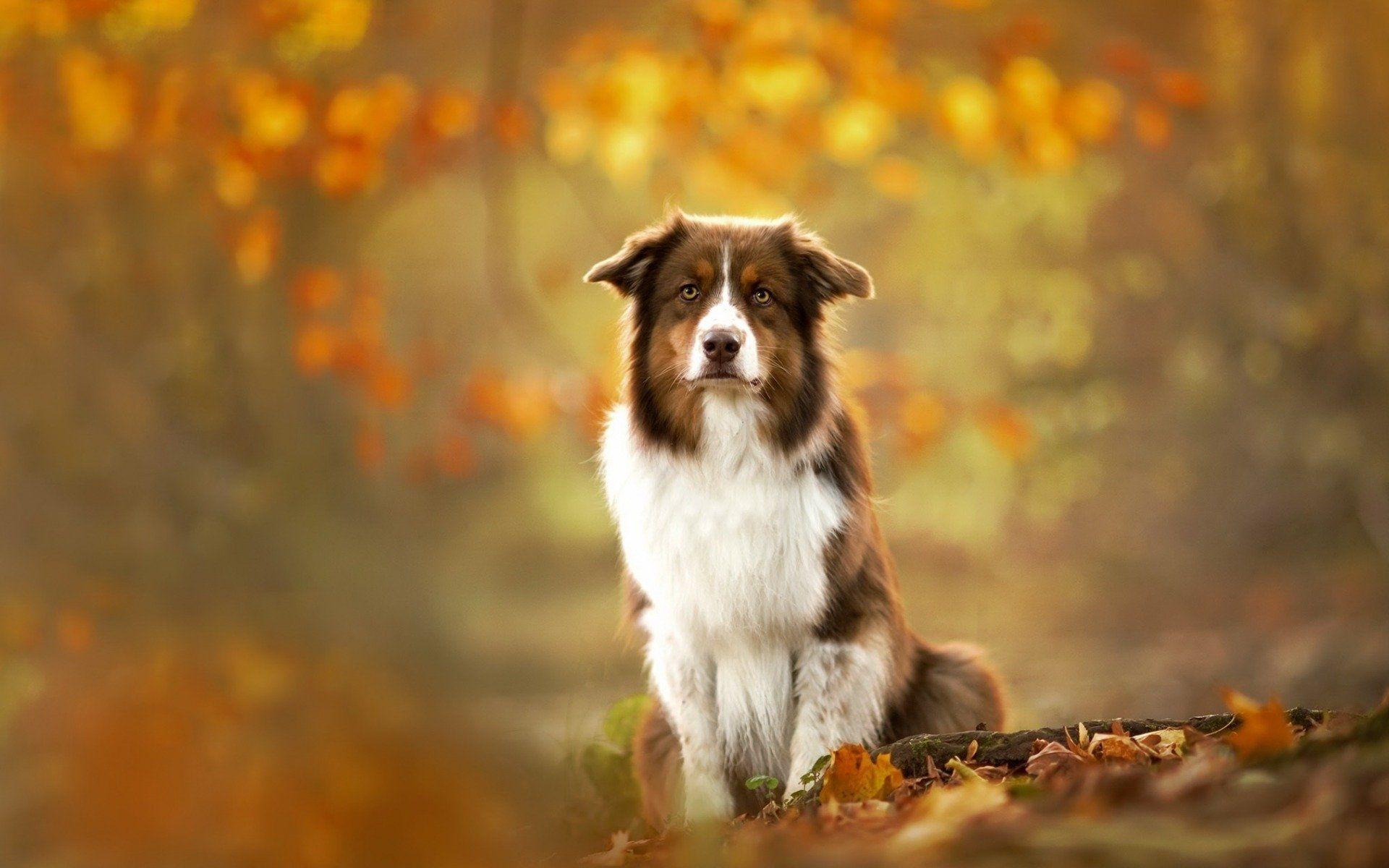 Download wallpaper 800x1200 australian shepherd dog autumn foliage  iphone 4s4 for parallax hd background