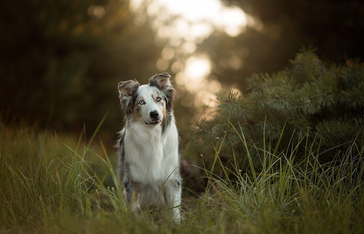 Australian Shepherds Wallpapers - Wallpaper Cave