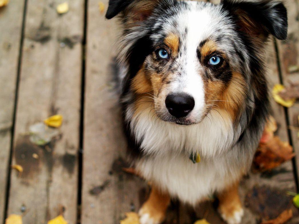 Australian Shepherd Puppies With Blue Eyes Wallpaper