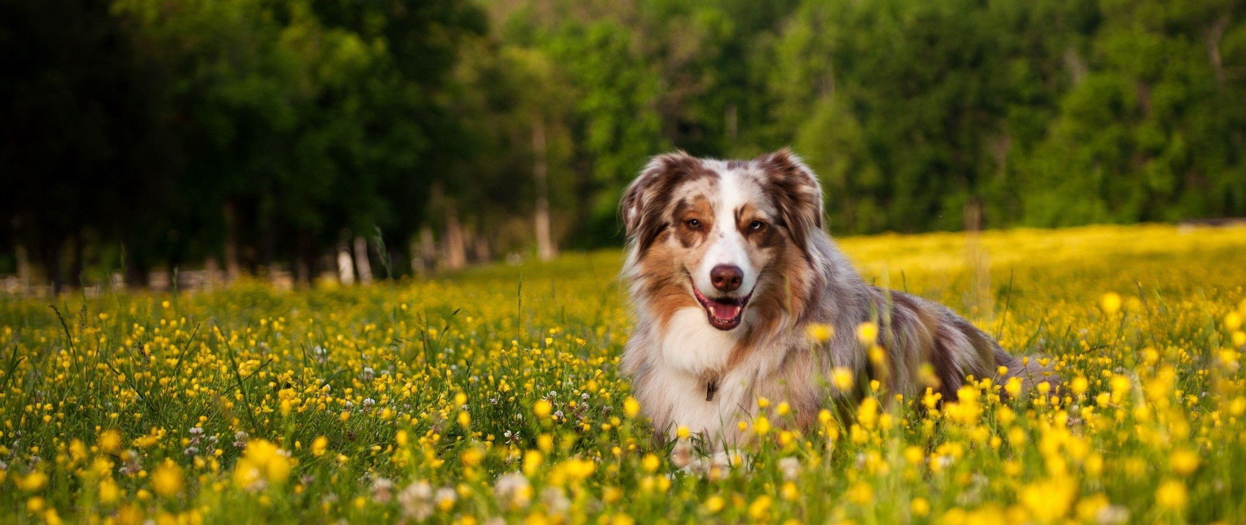 Download wallpaper 2560x1080 australian shepherd, dog, shepherd