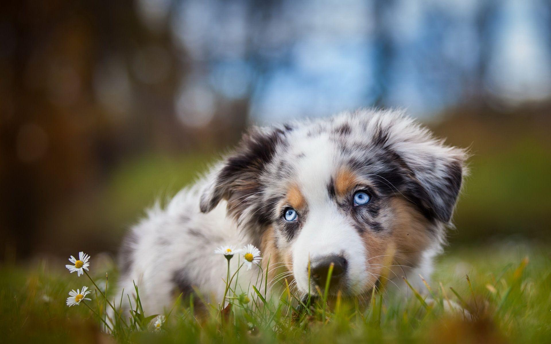 Australian Shepherd Wallpaper 26 X 1200