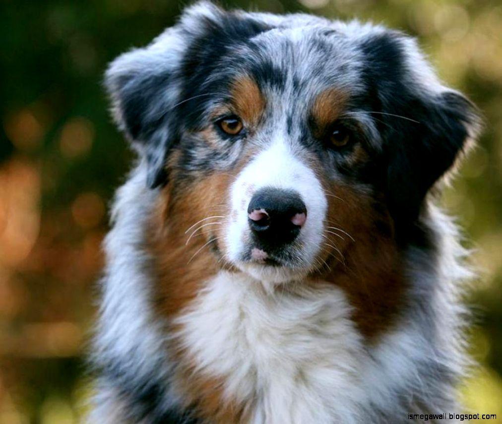 Australian Shepherds Wallpapers - Wallpaper Cave