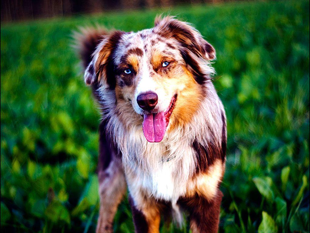 Adult red merle Border Collie HD wallpaper  Wallpaper Flare