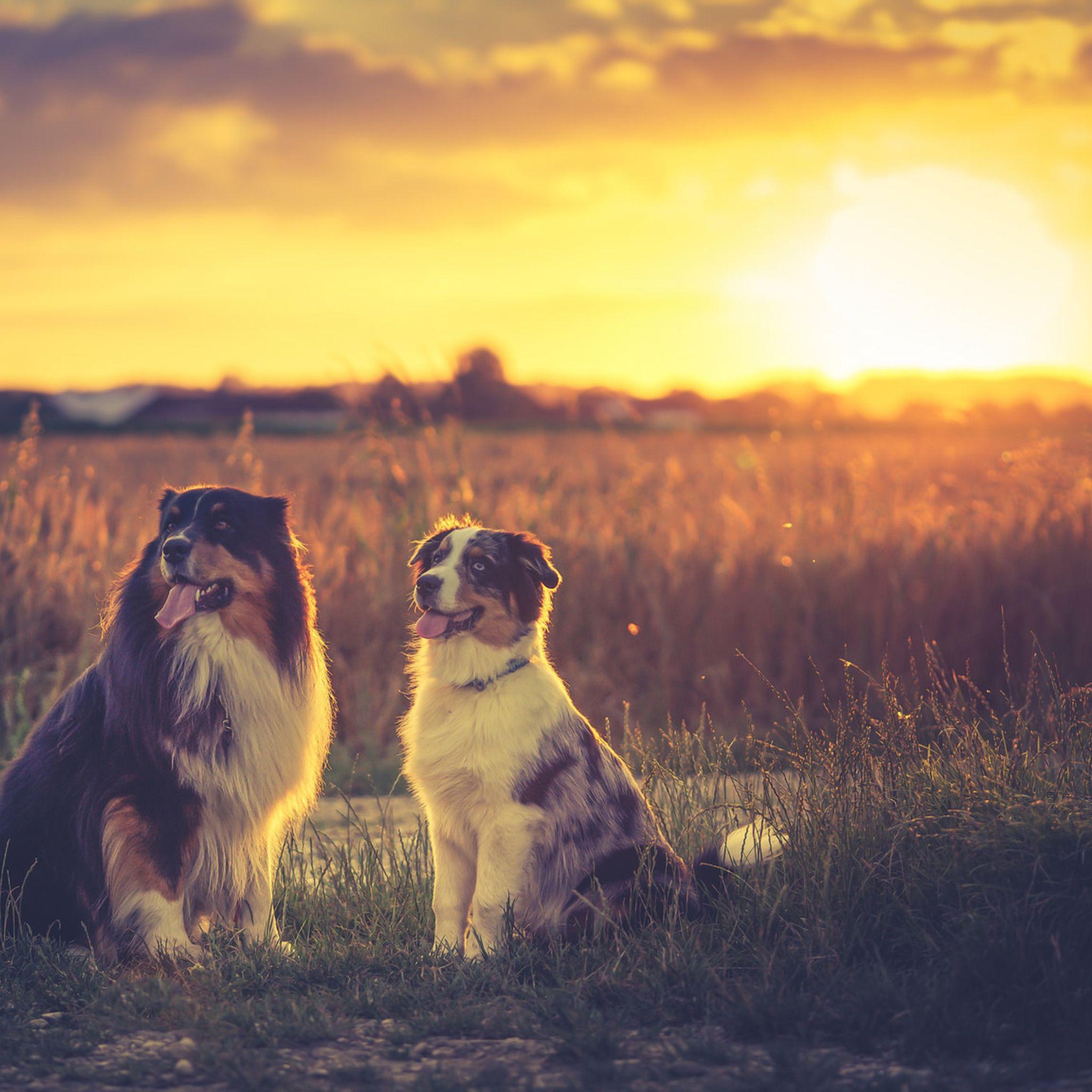 Australian Shepherds Wallpapers - Wallpaper Cave