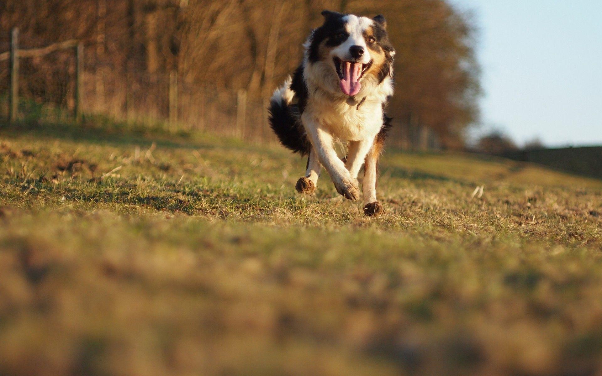 Australian Shepherd Wallpaper 36406 1920x1200px