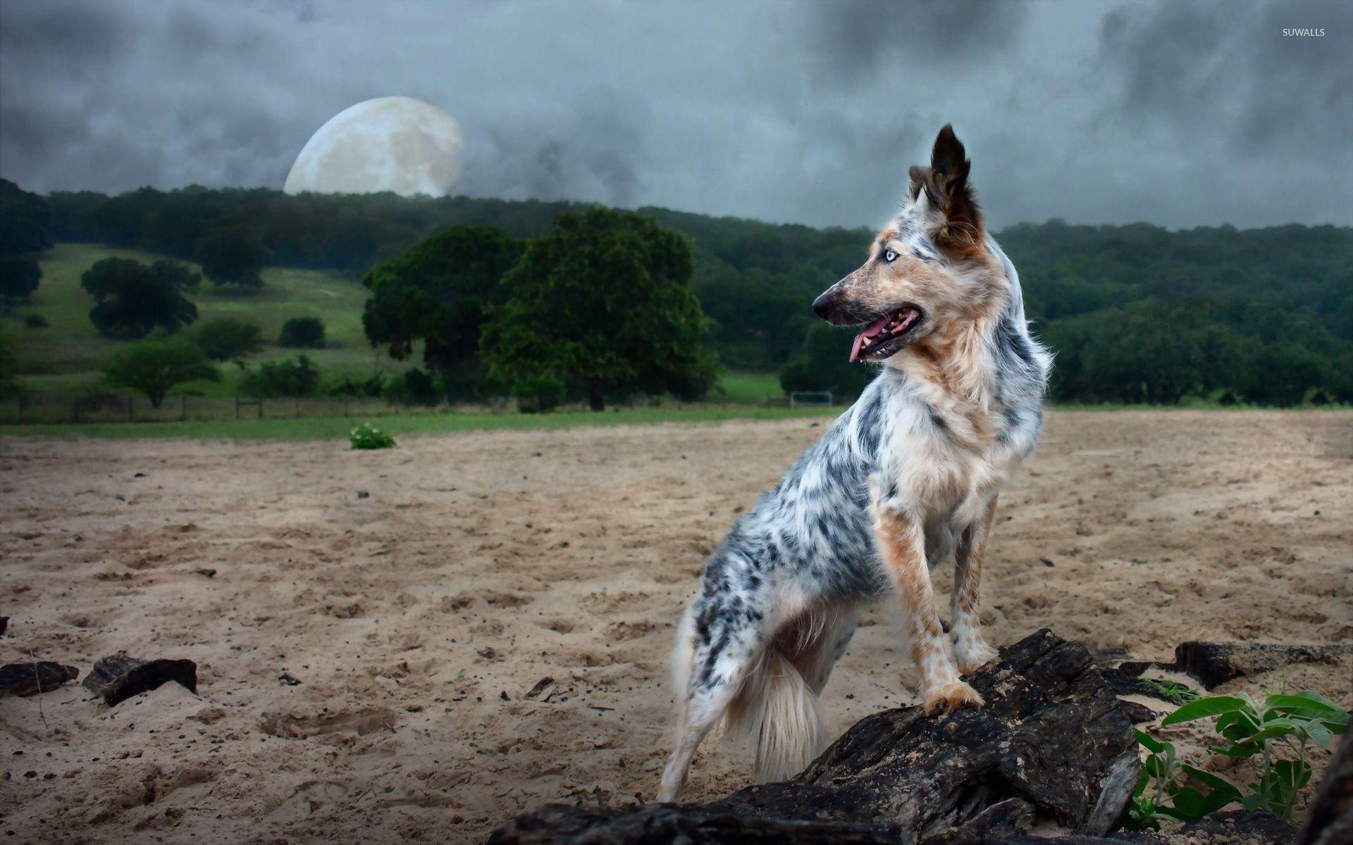 Australian Shepherd Wallpaper