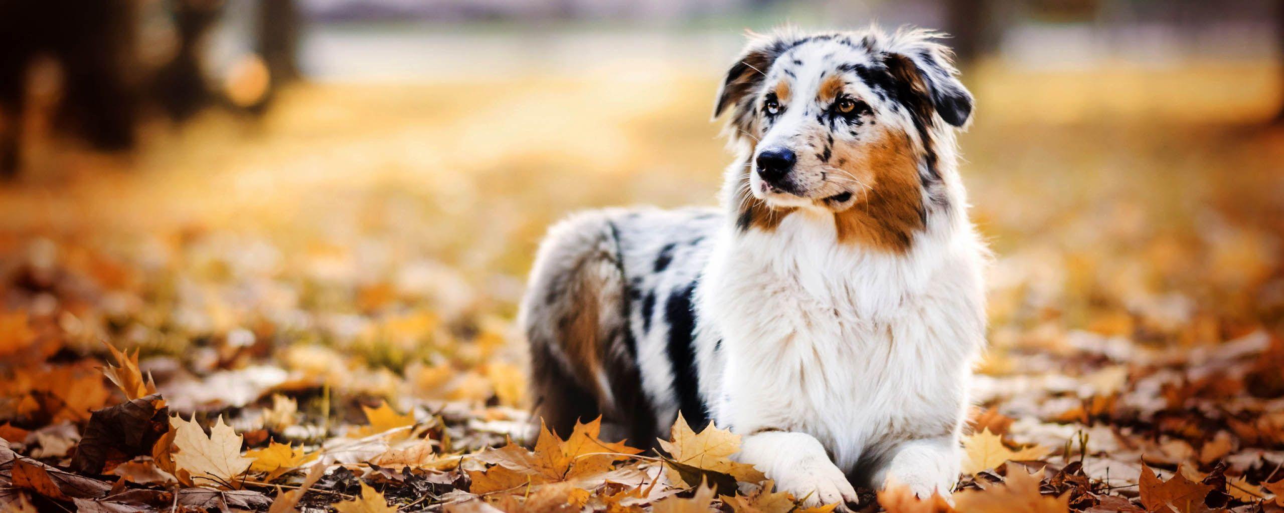 Australian Shepherds For Australia Day