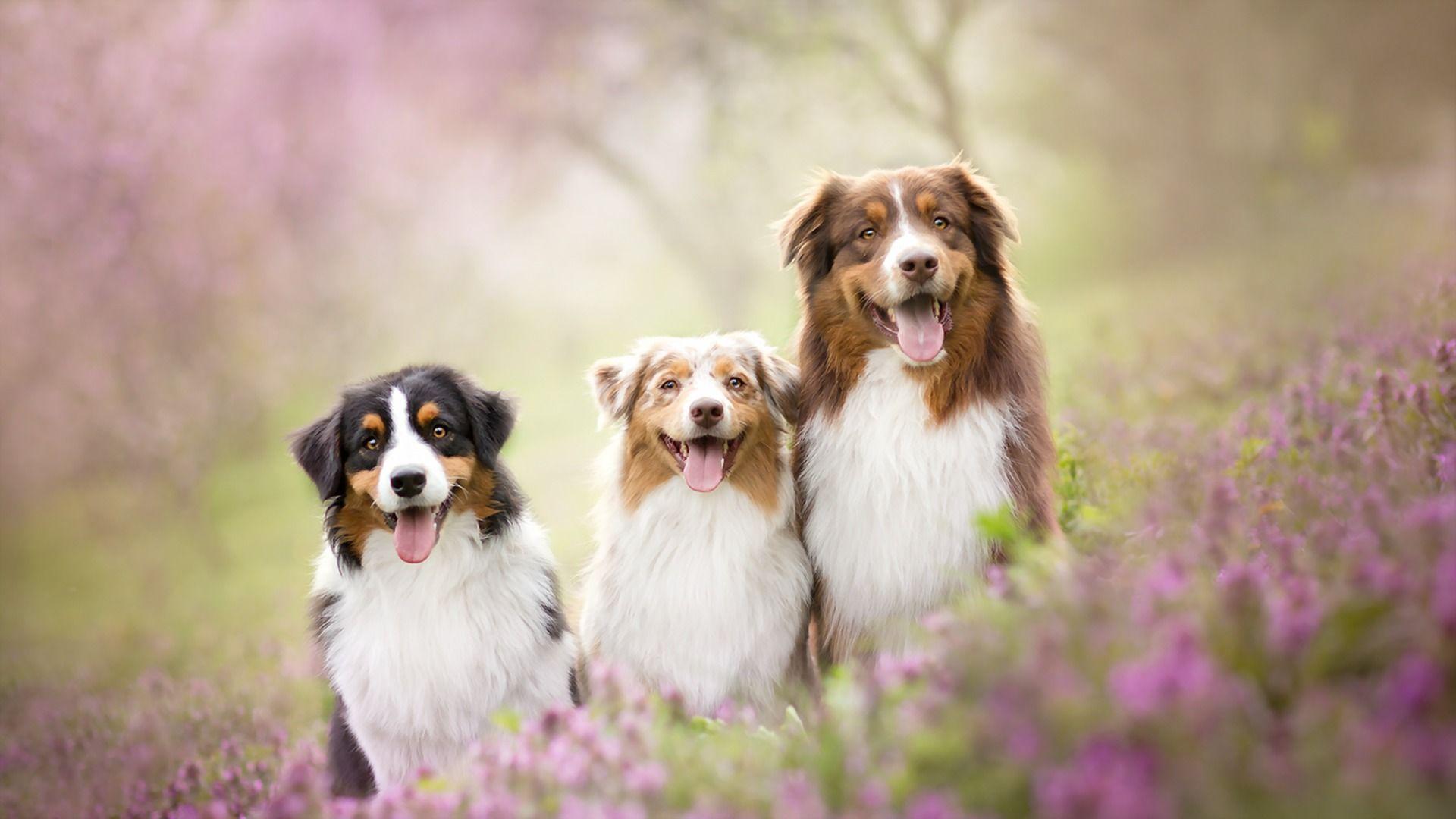 Photos Australian Shepherd Dogs Three 3 Animals
