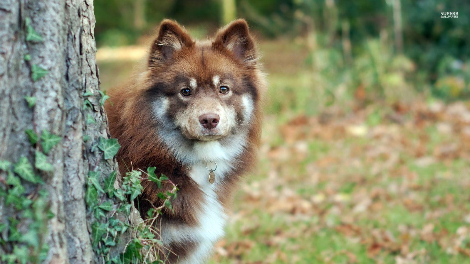 Dogs image Australian Shepherd HD wallpaper and background photo