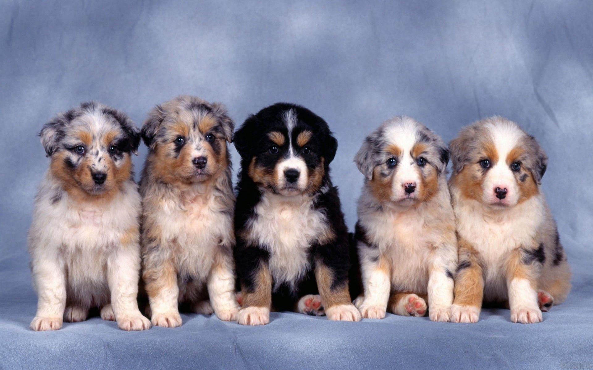 Animals australian shepherds blue background dogs nature wallpaper