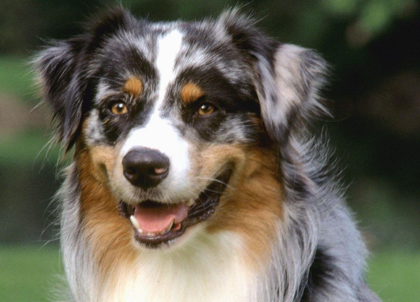 Australian Shepherd in snow wallpaper and image wallpaper