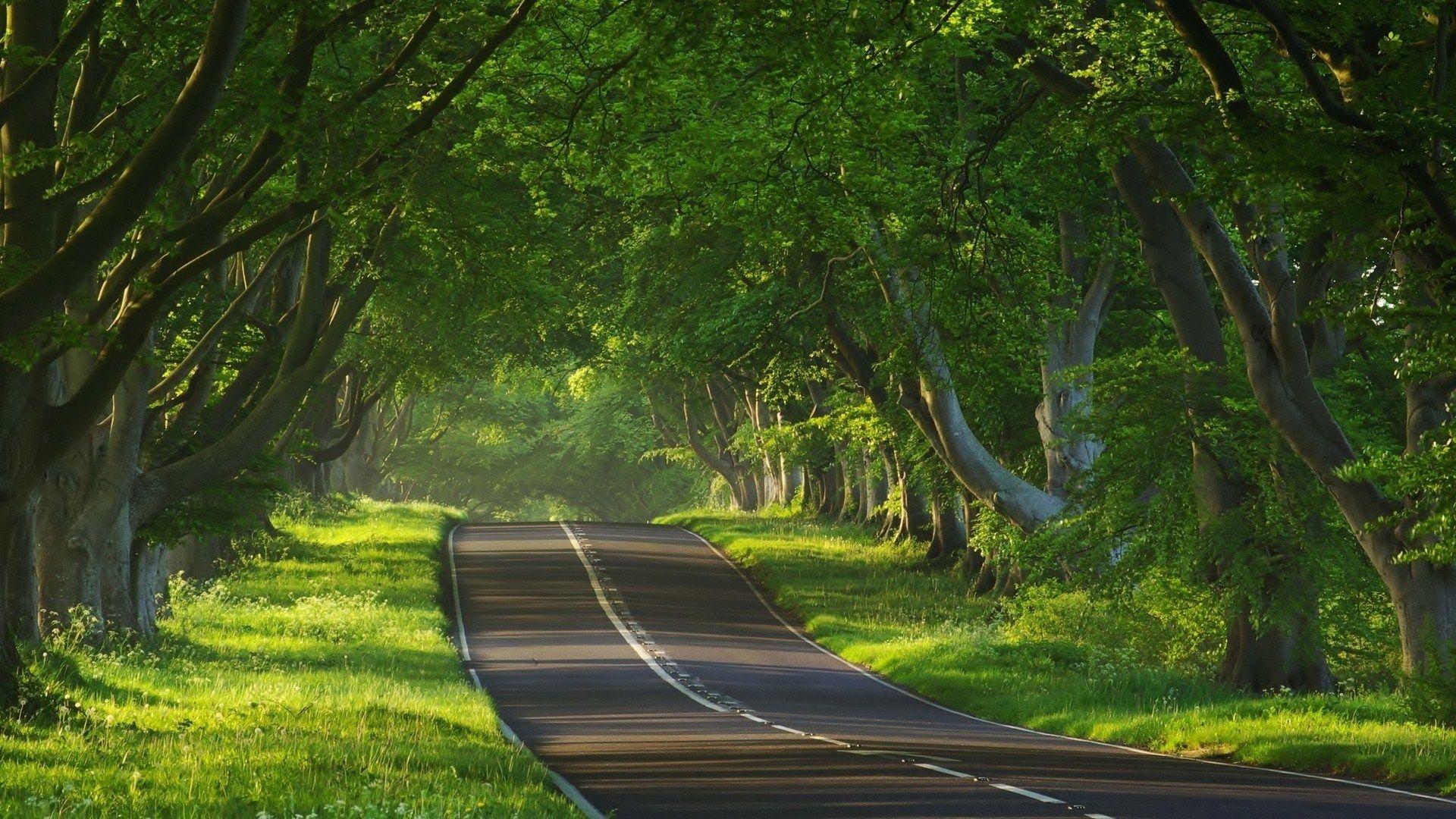 Green Forest Road Wallpaper Android Wallpaper