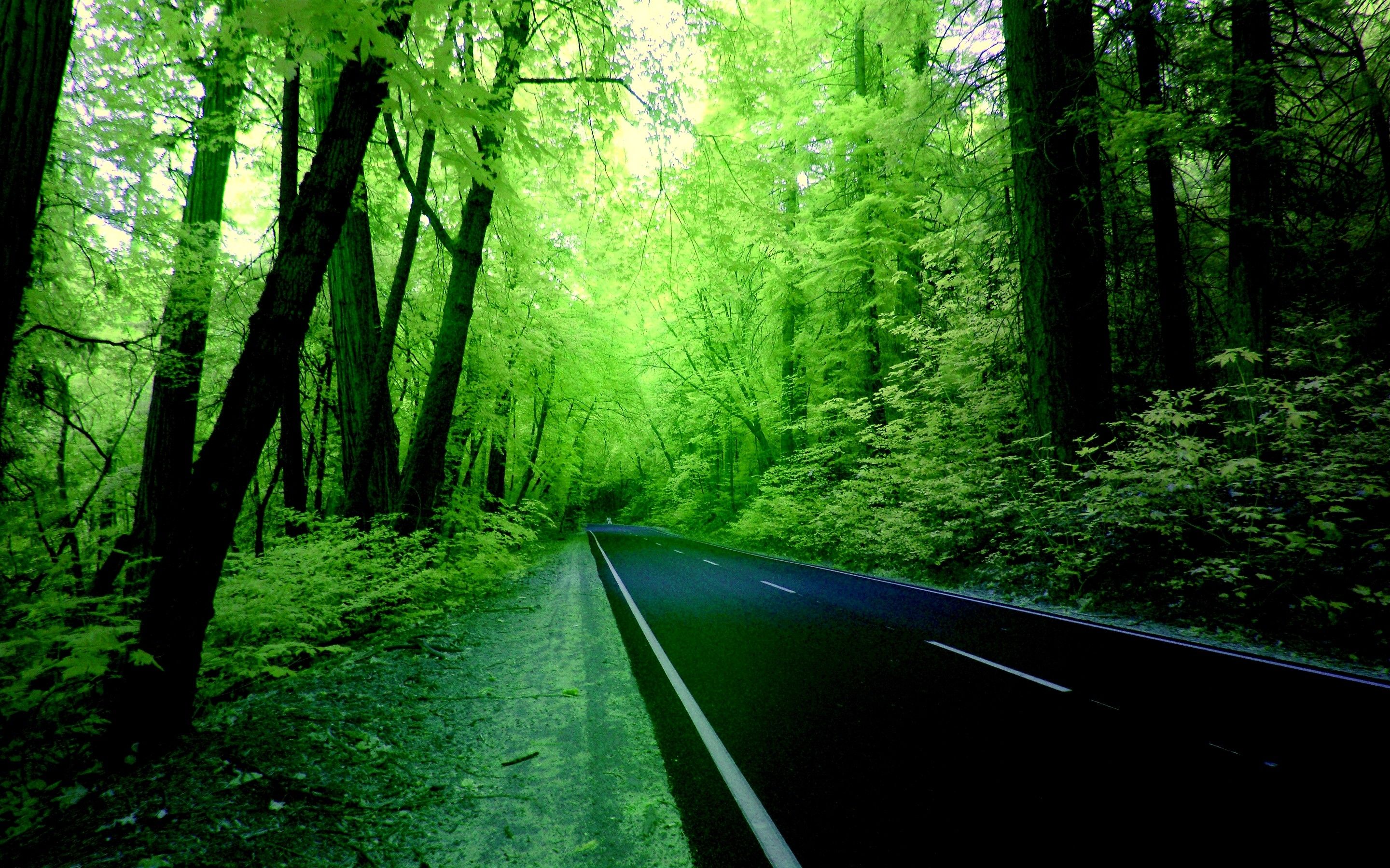 Green forest road wallpaper. PC
